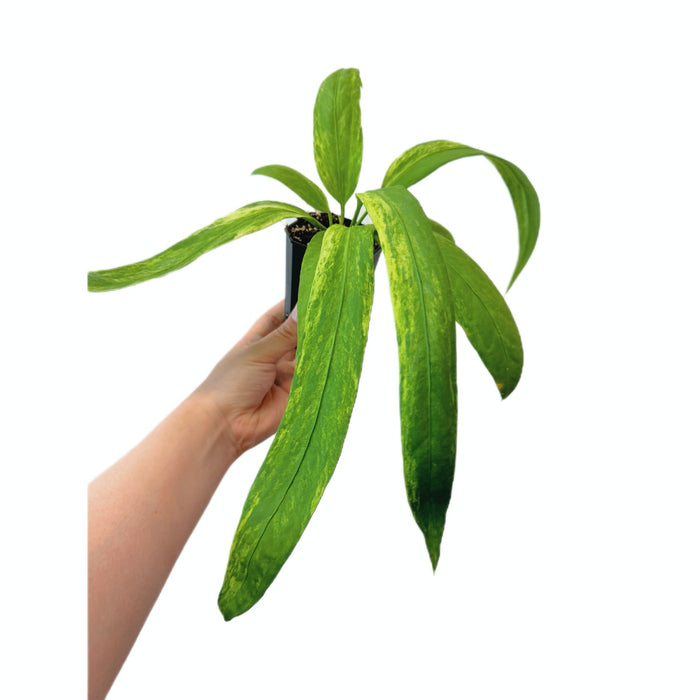 Anthurium Vittariifolium Variegated