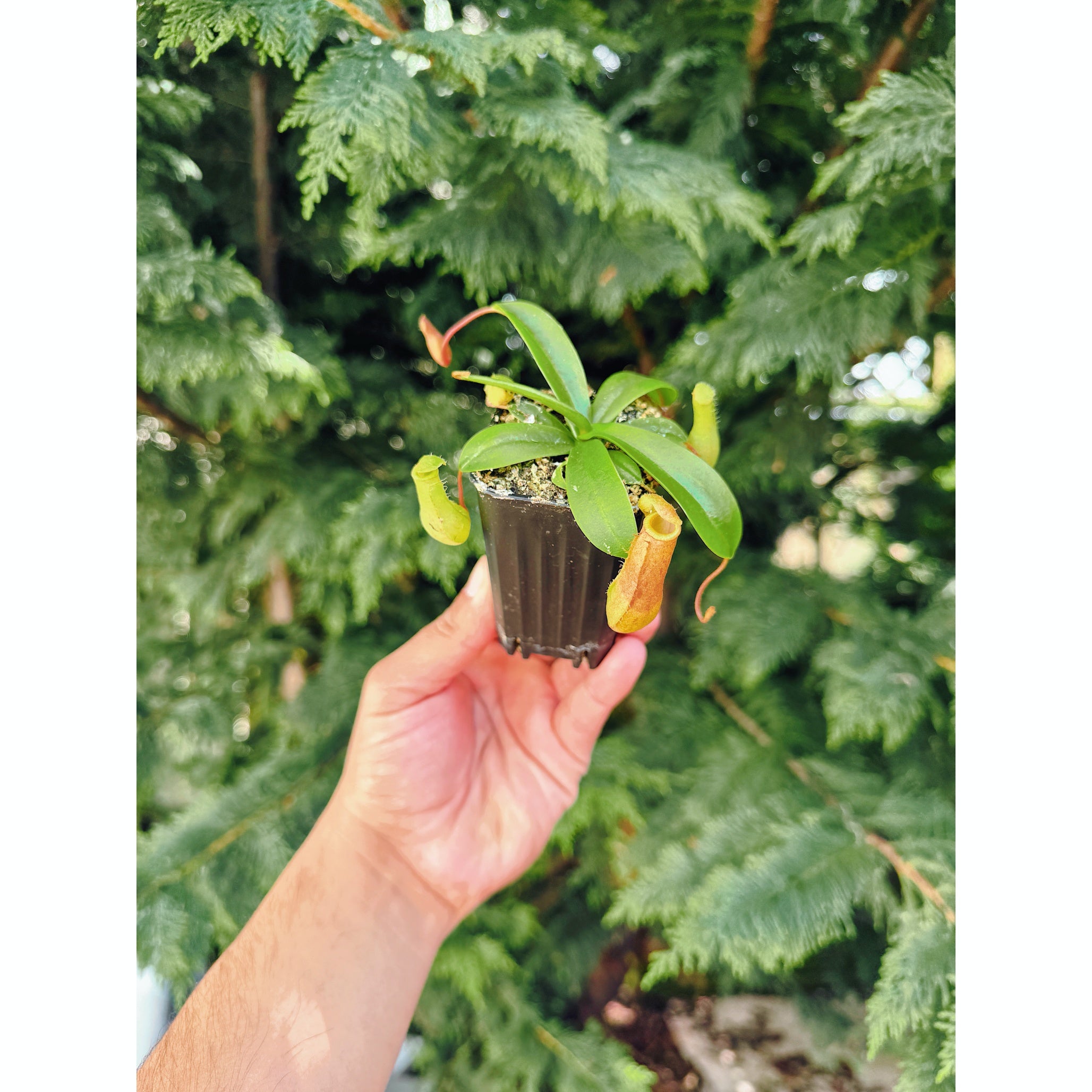 Nepenthes Alata