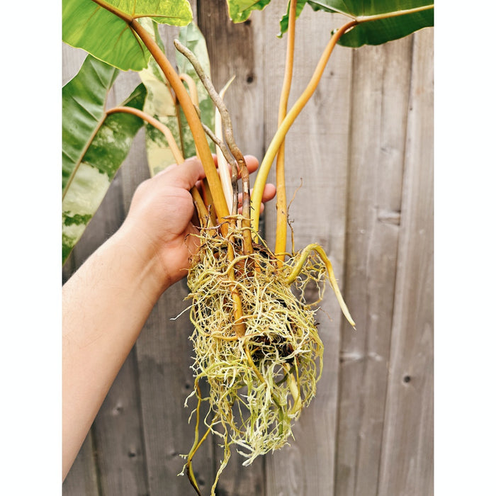 Philodendron Billietiae Variegated