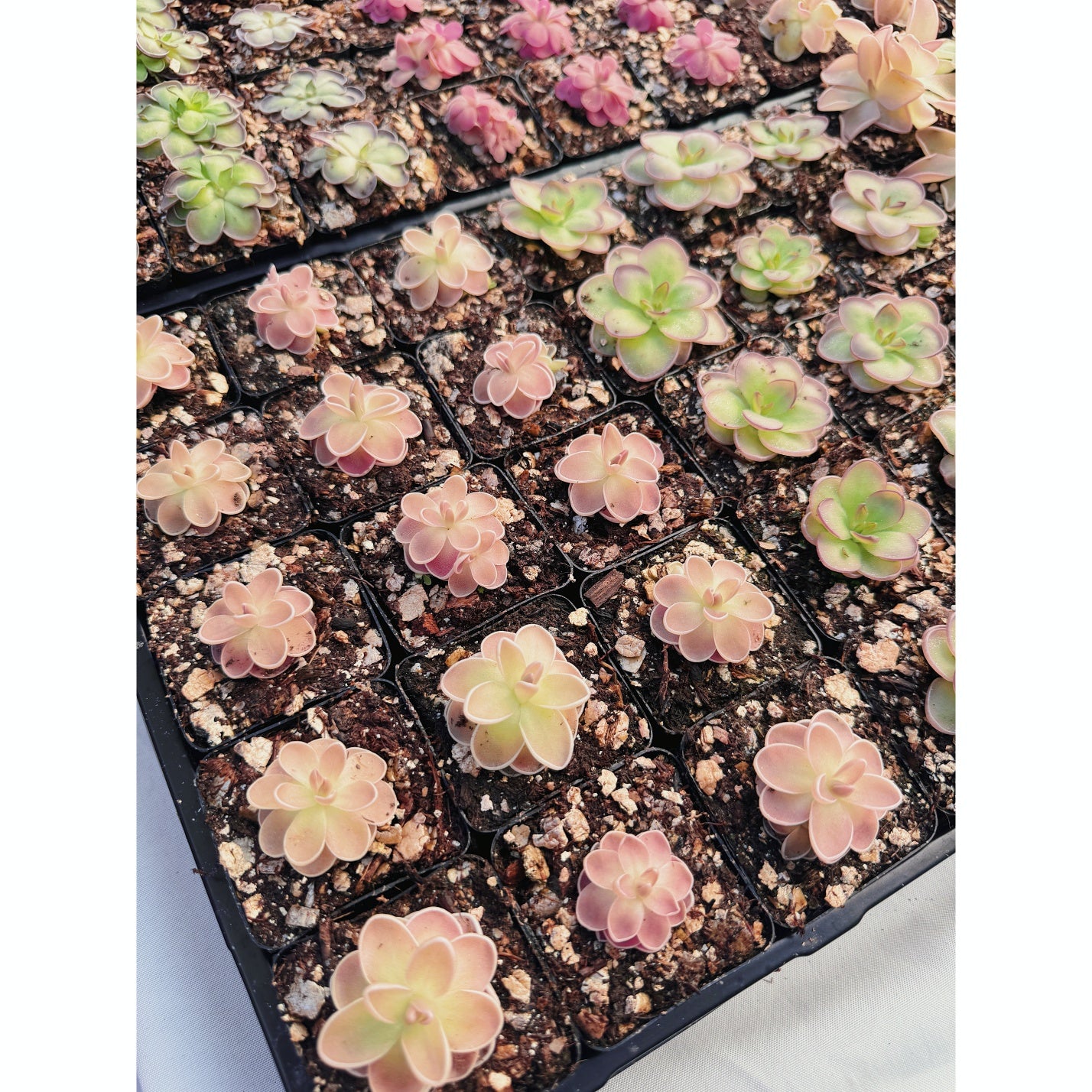 Pinguicula Cotton Candy