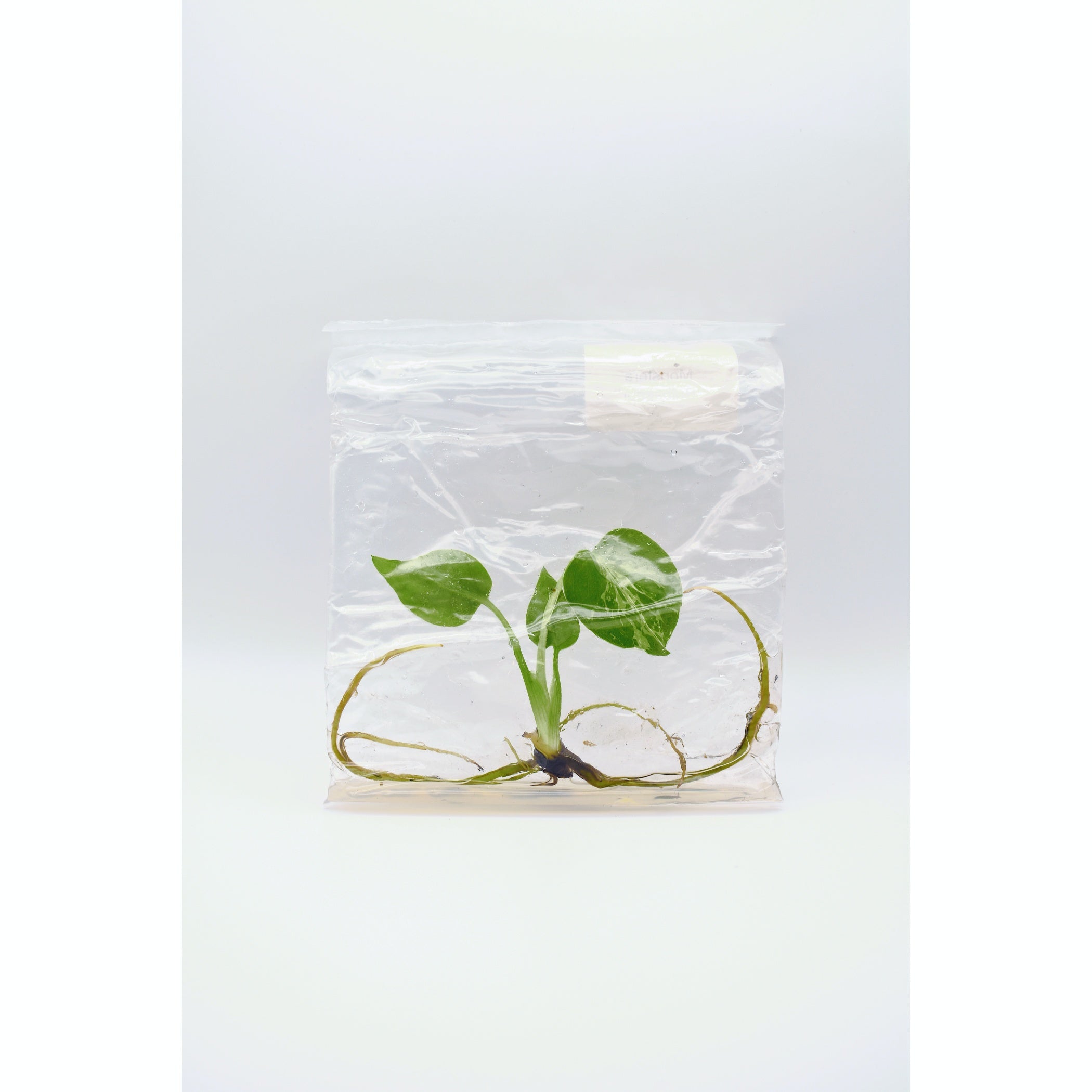 Monstera Bulbasaur