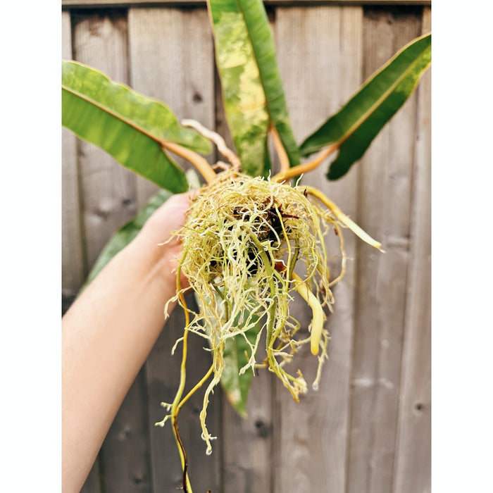 Philodendron Billietiae Variegated