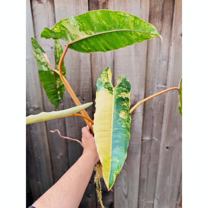 Philodendron Billietiae Variegated