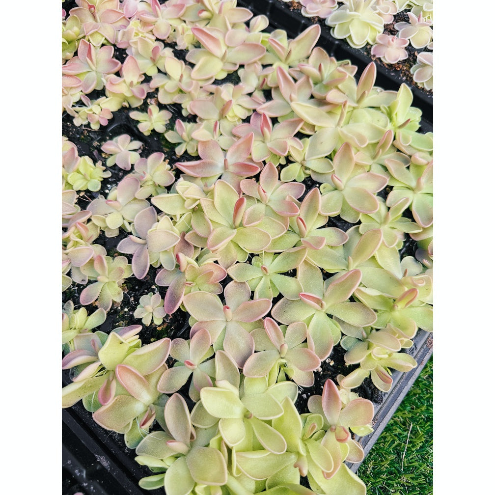 Pinguicula Bundle In Luck Live Plant