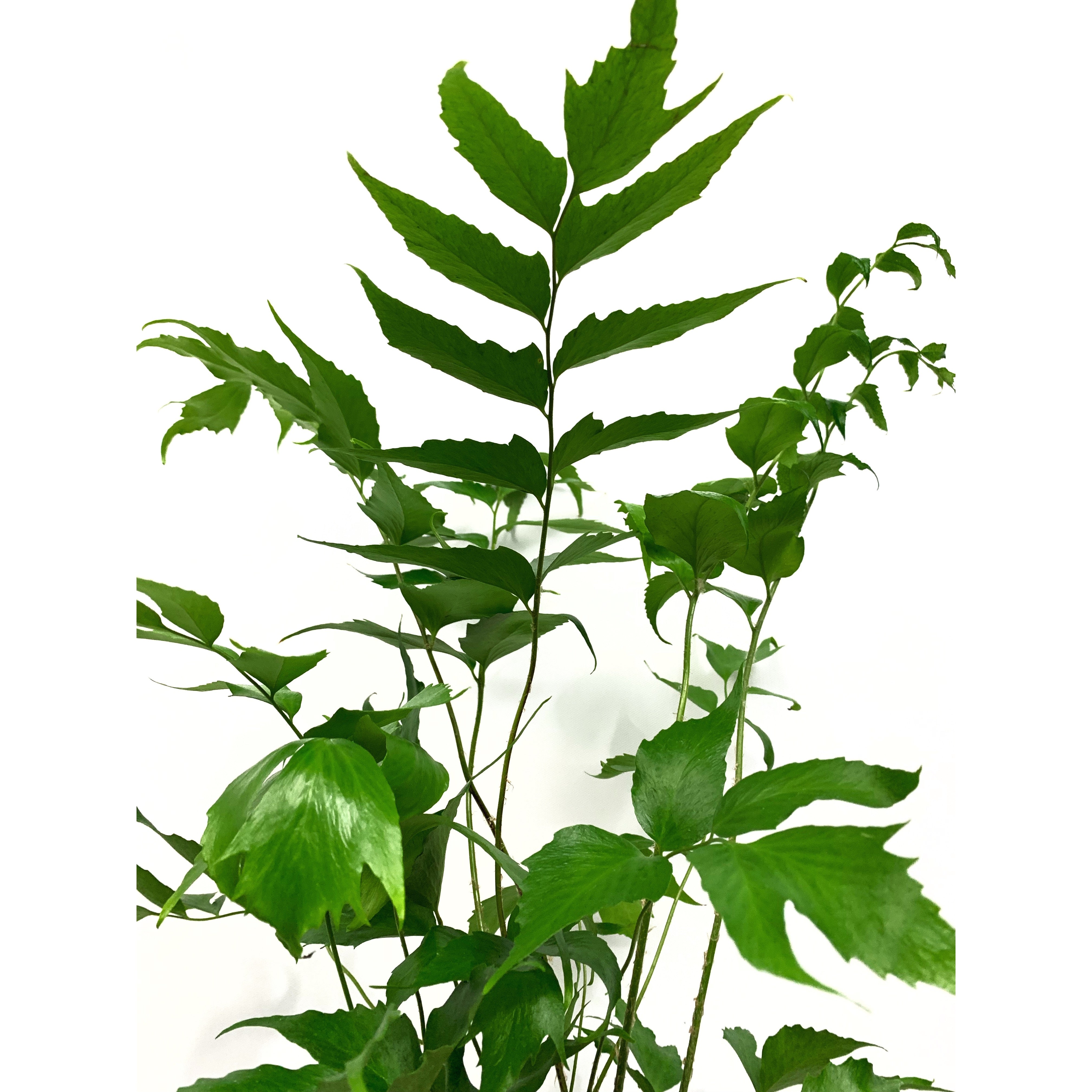 Japanese Holly - Las Selvas