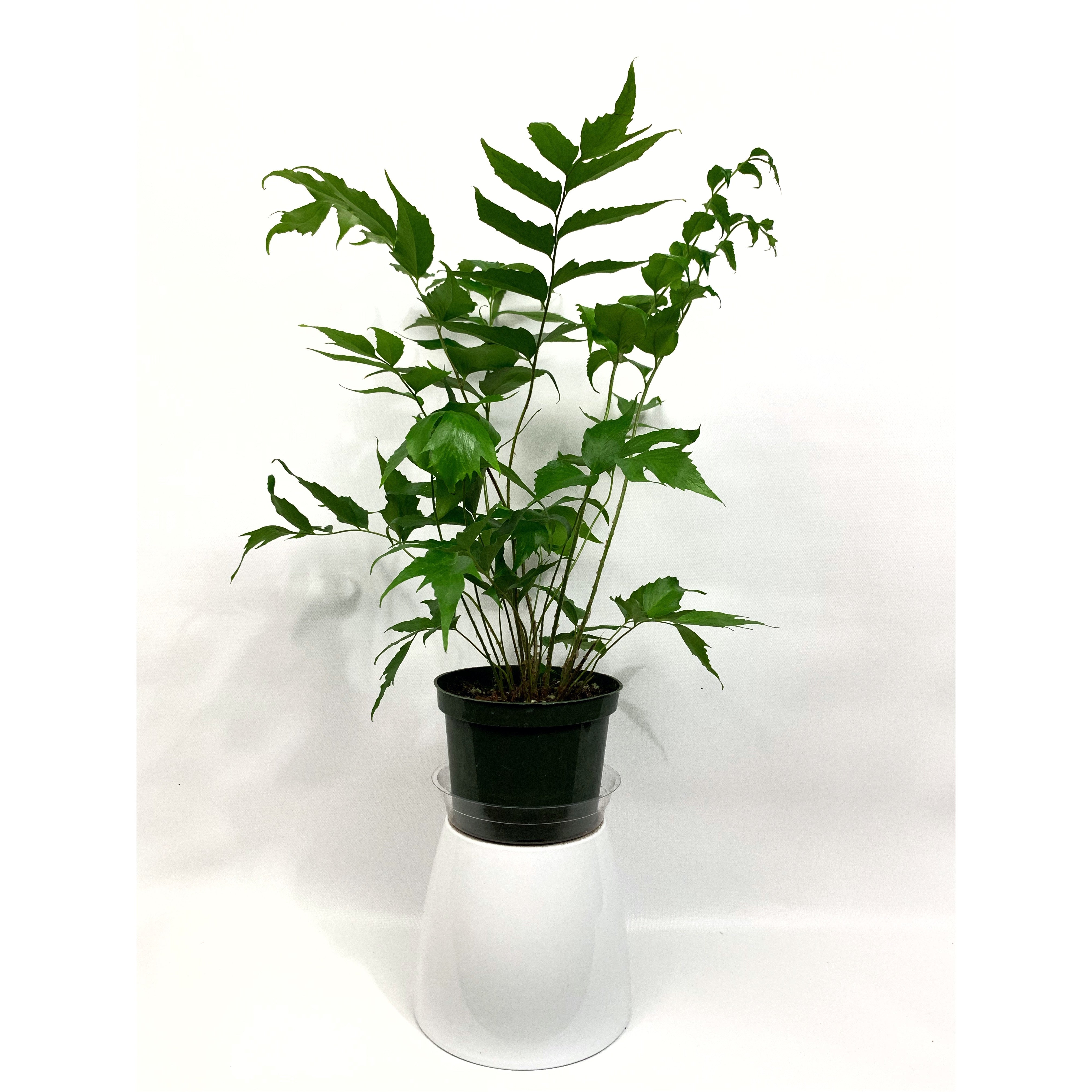 Japanese Holly - Las Selvas