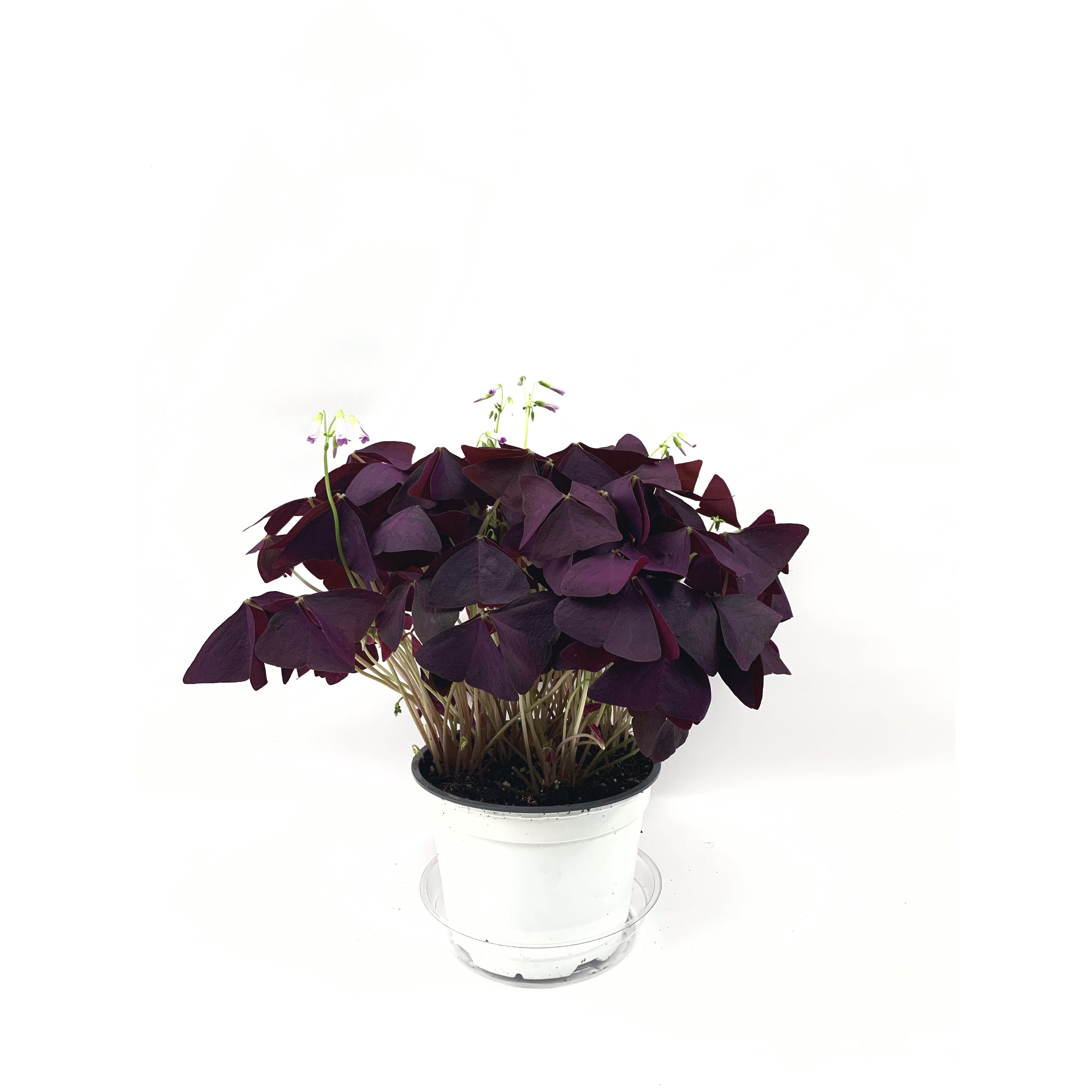 Oxalis - Las Selvas