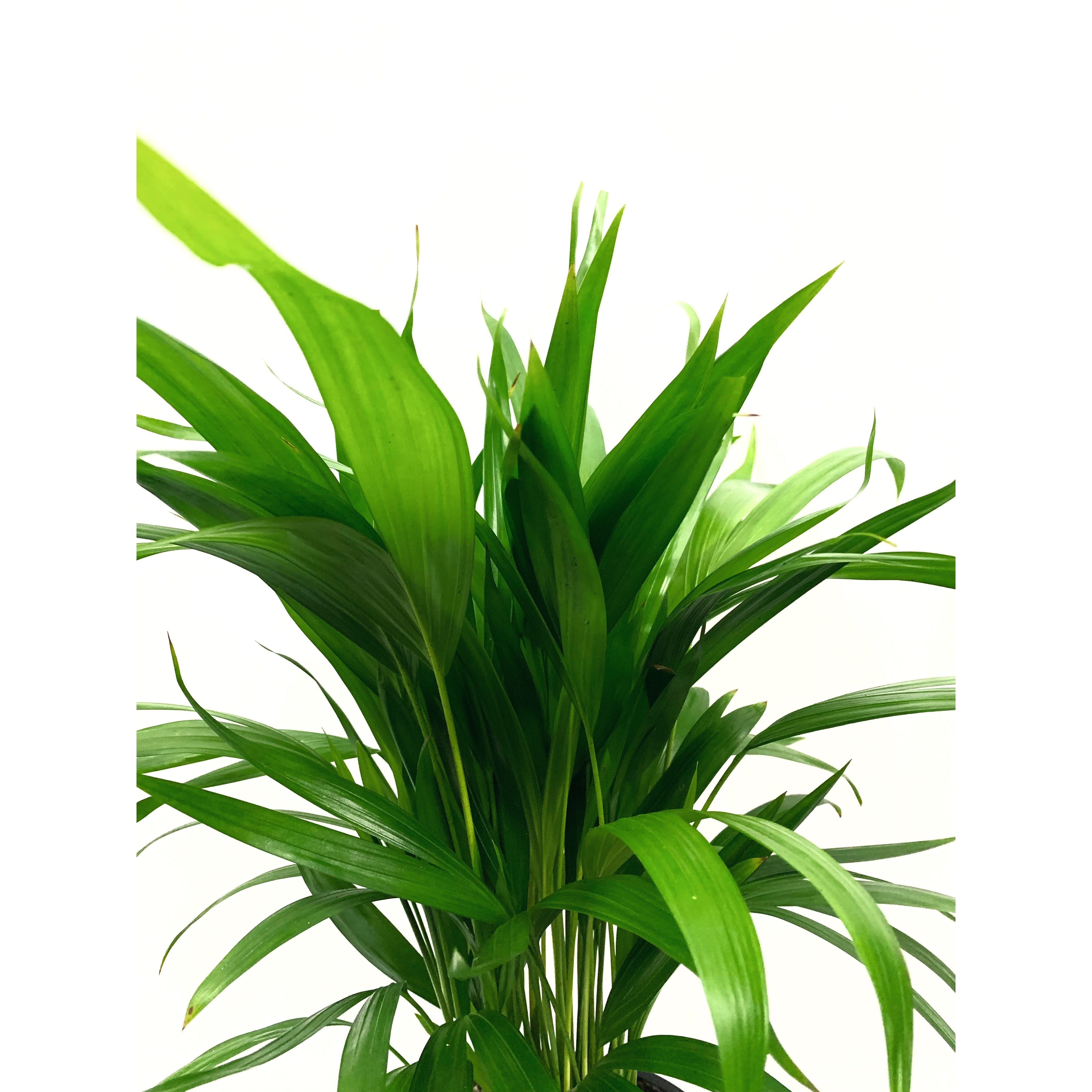 Areca - Las Selvas