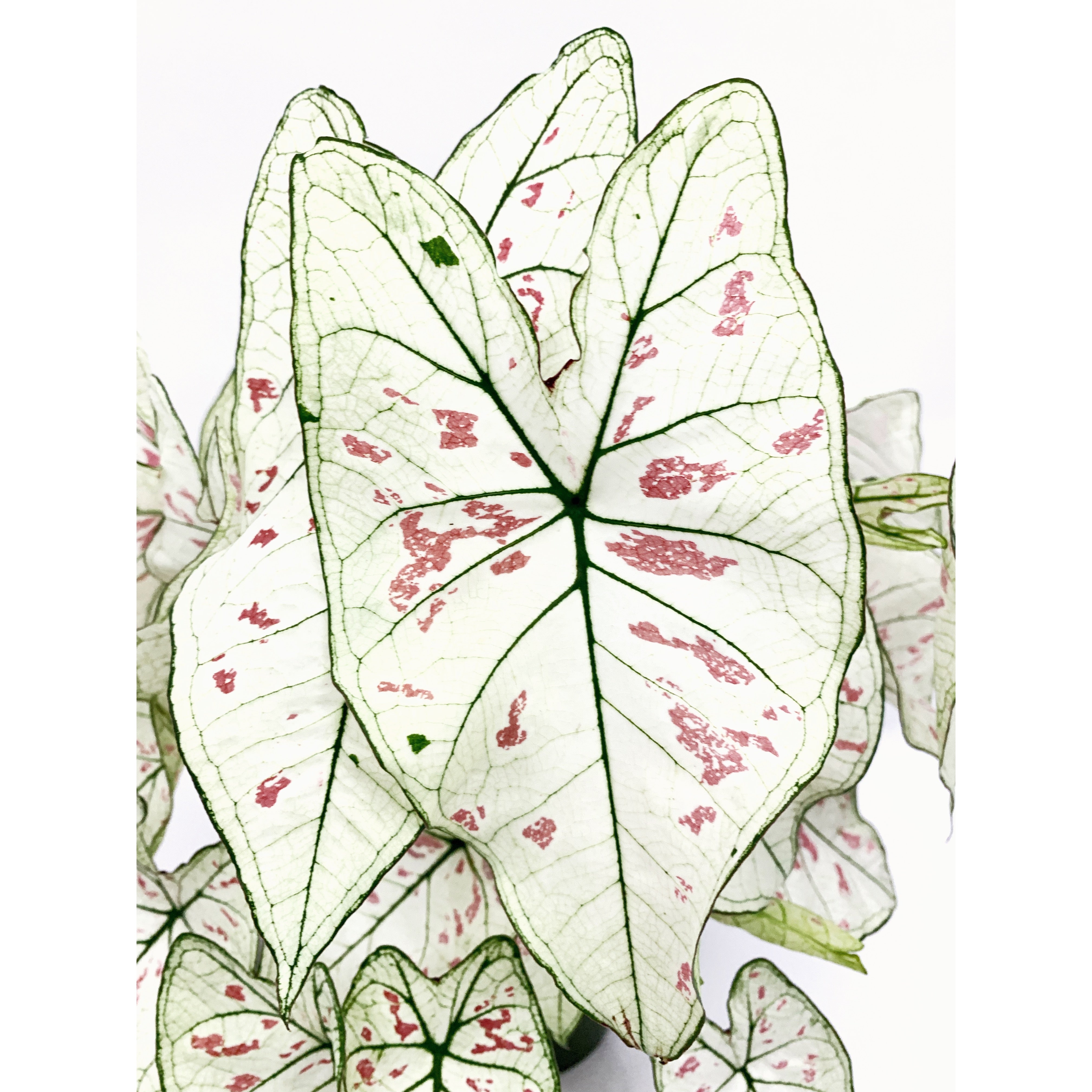 Strawberry Star - Las Selvas