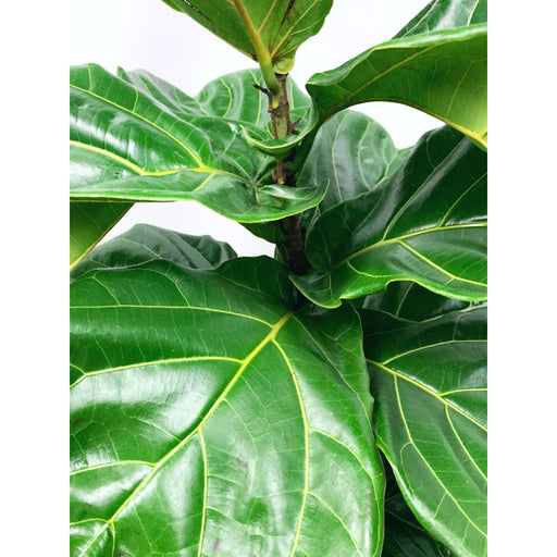 Fiddle Leaf Fig Bush - Las Selvas