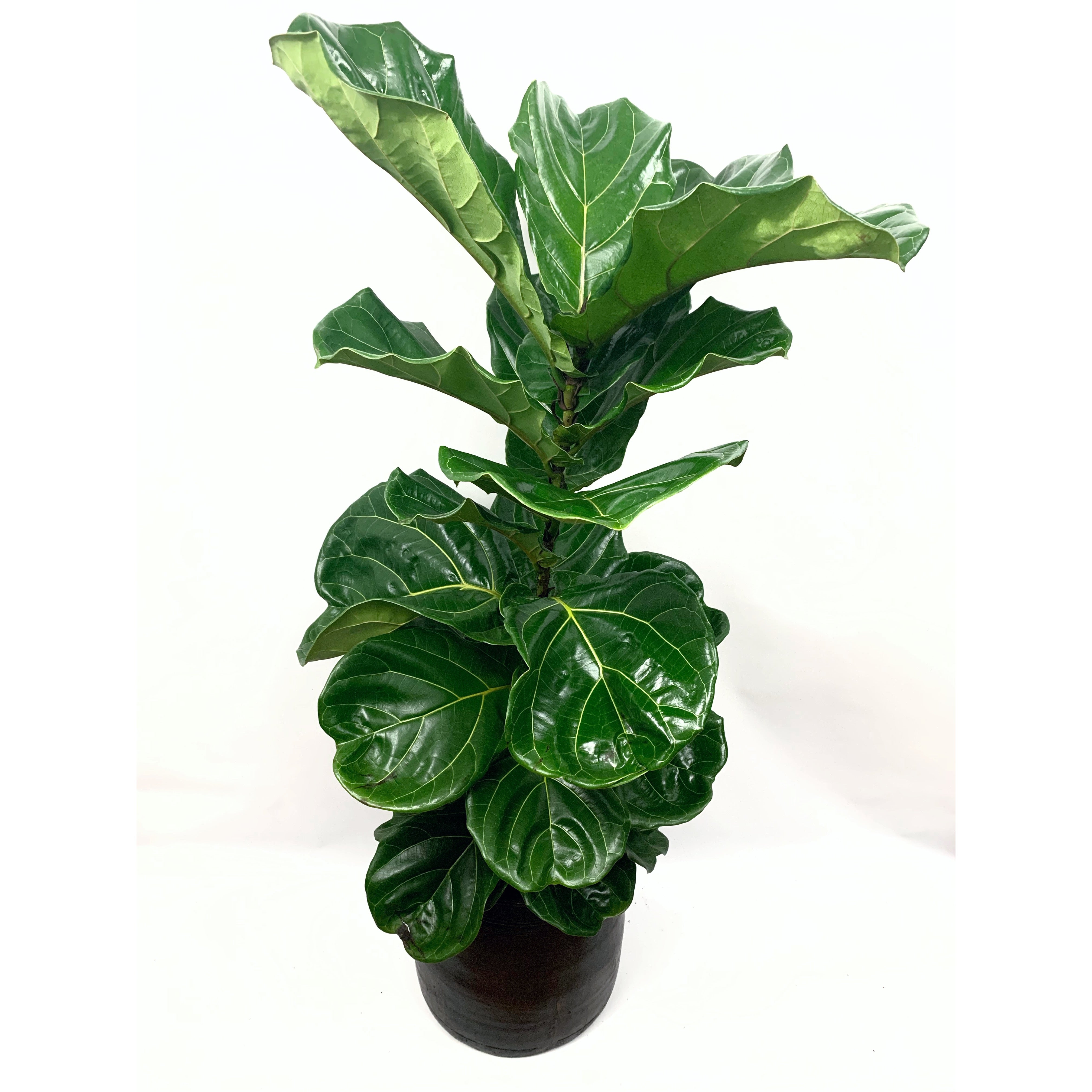 Fiddle Leaf Fig Bush - Las Selvas