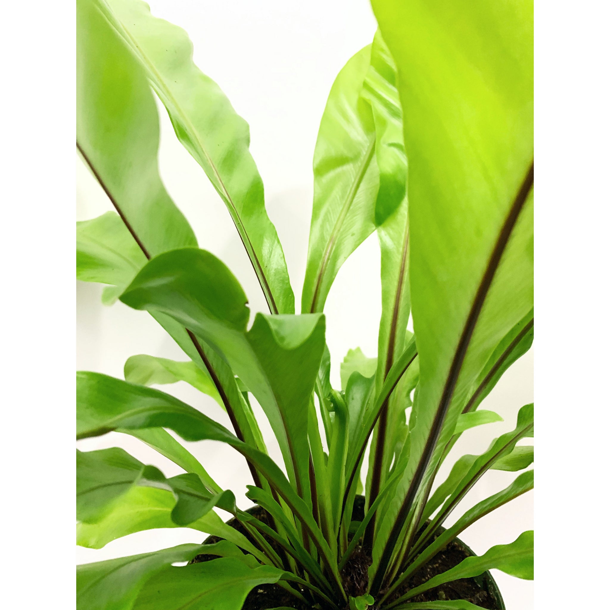 Birds Nest-Fern