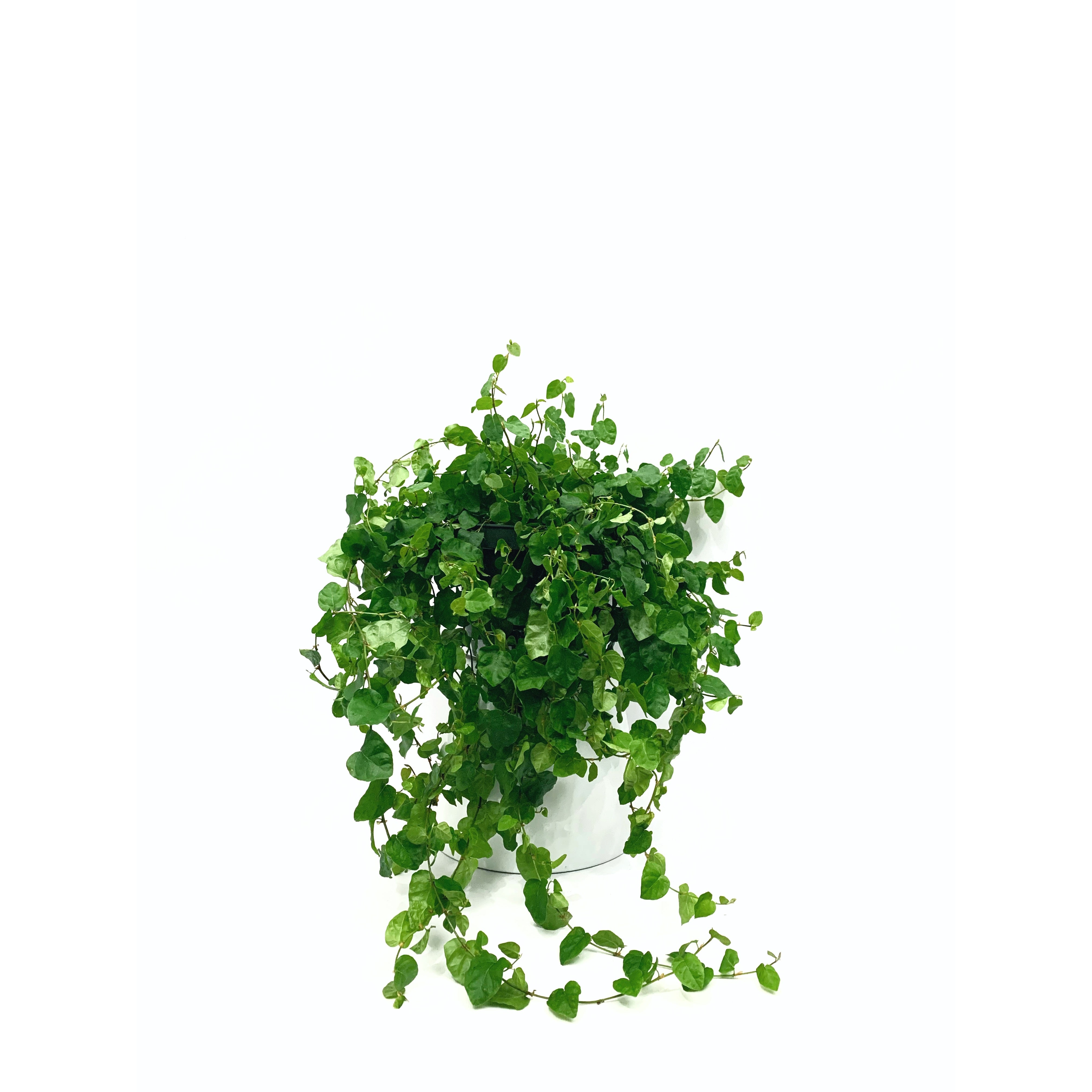 Creeping Fig - Las Selvas