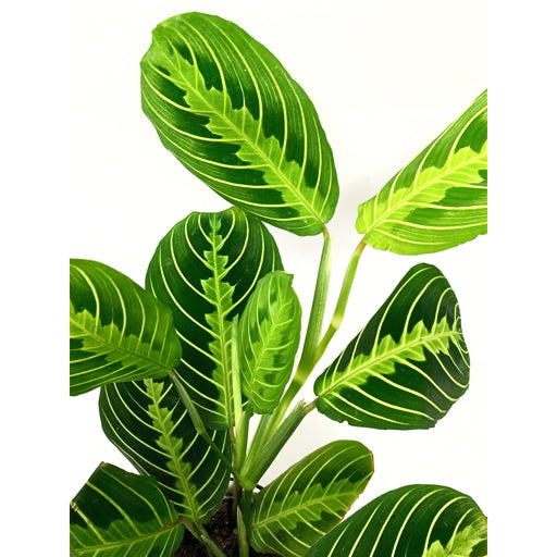 Maranta Lemon Lime - Las Selvas