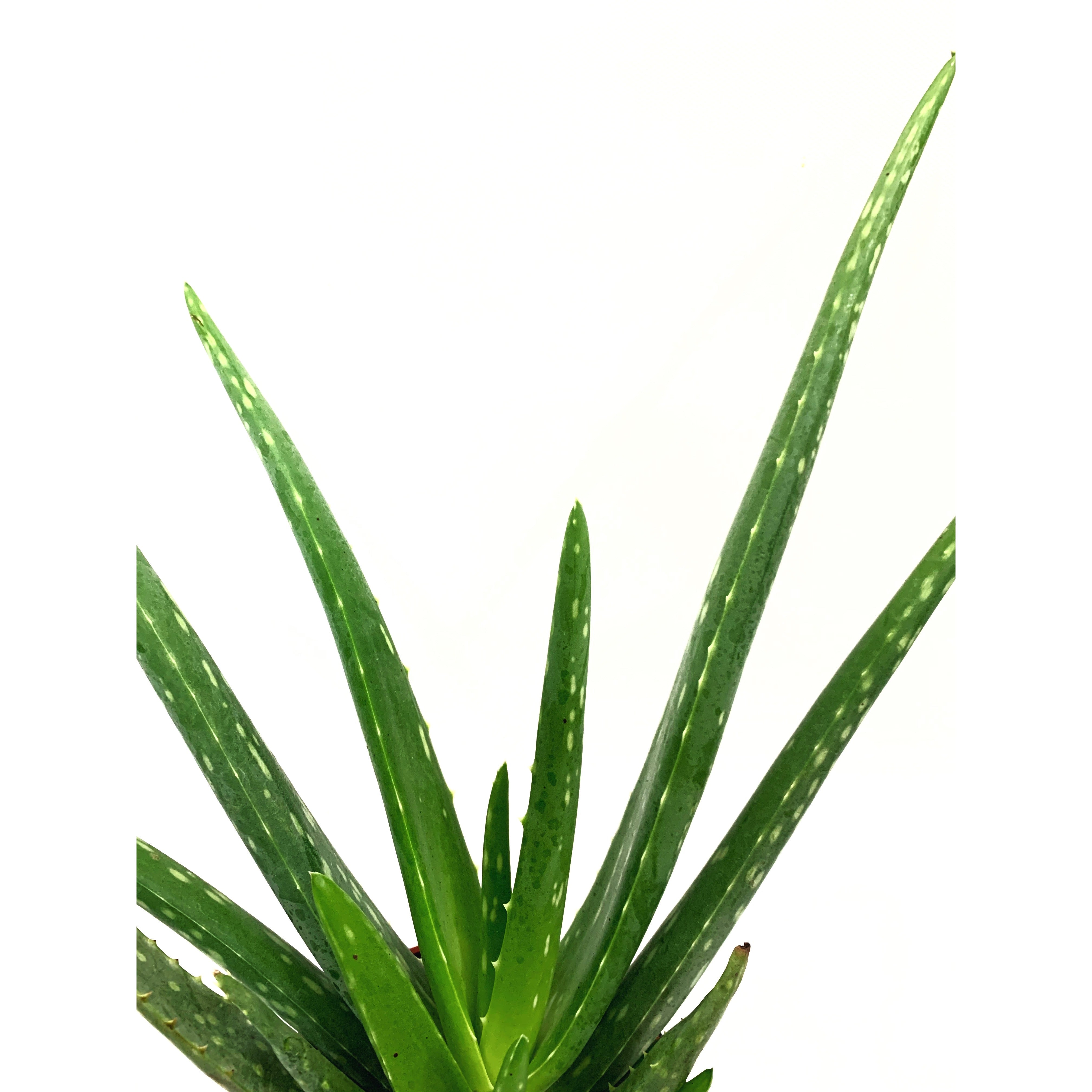 Aloe Vera - Las Selvas