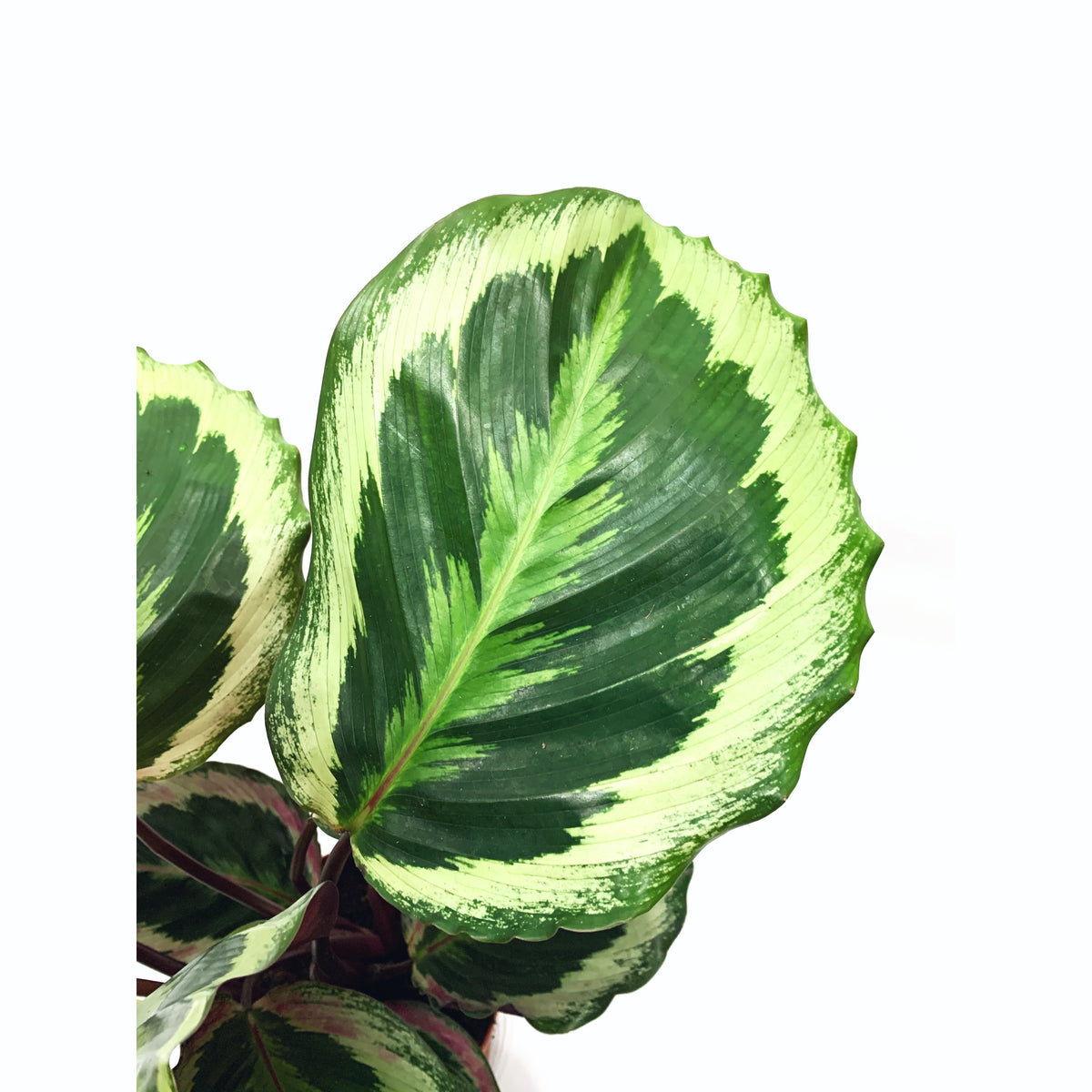 Calathea Shining Star — Las Selvas