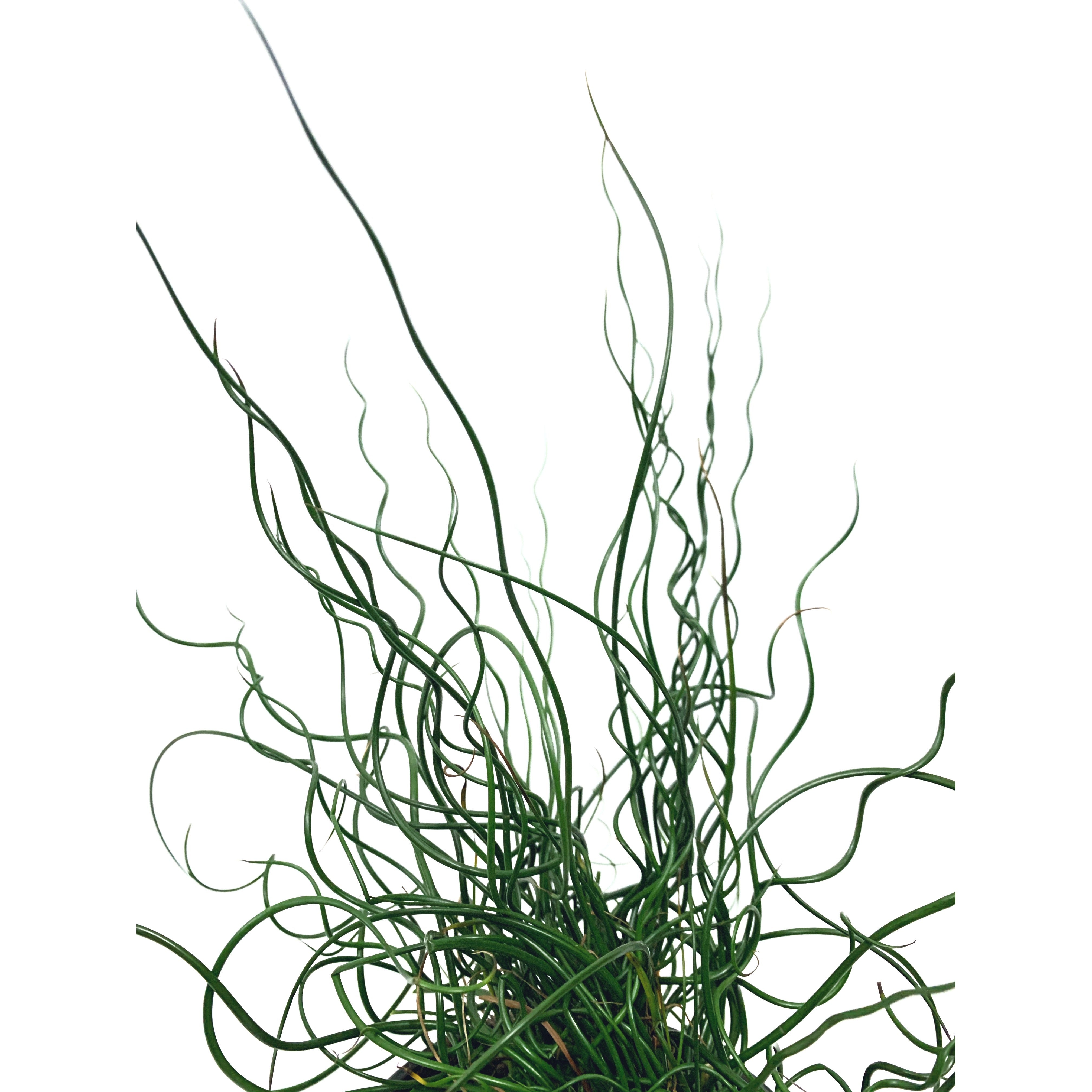 Juncus Spiralis - Las Selvas