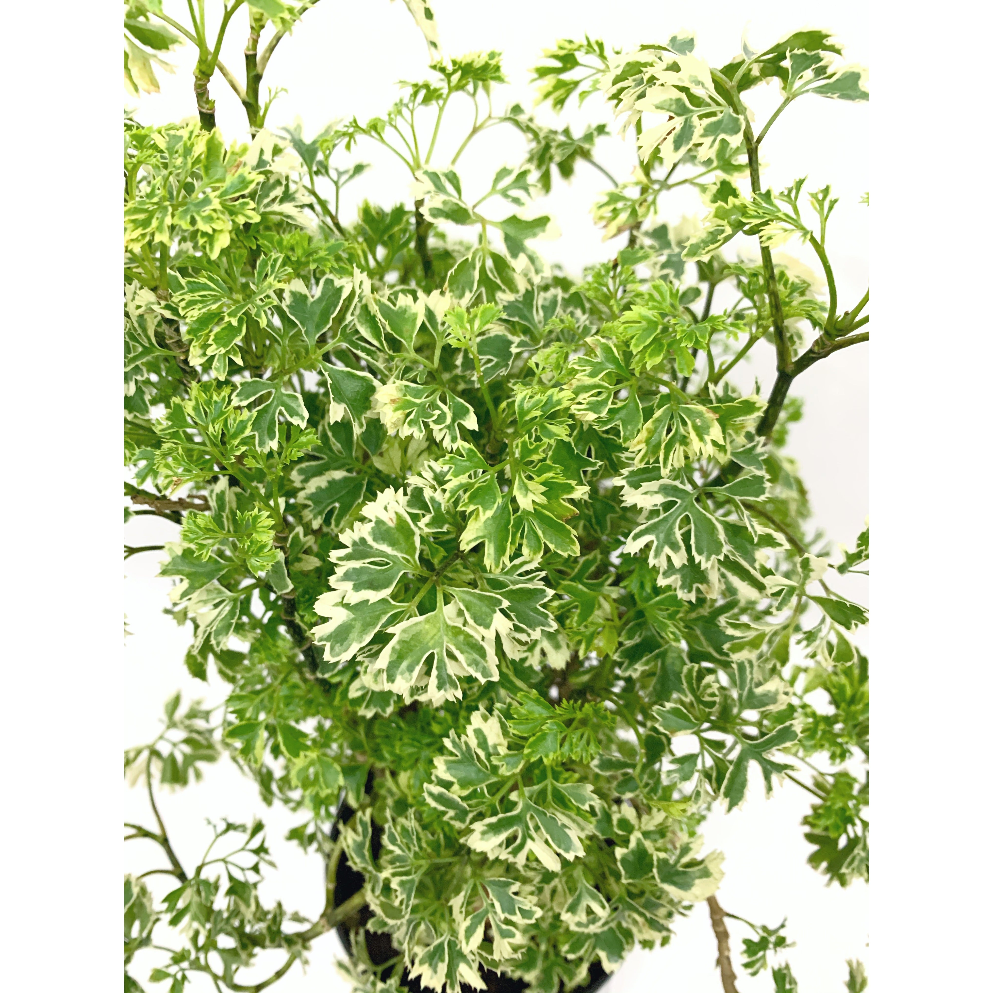 Aralia Ming Var - Las Selvas