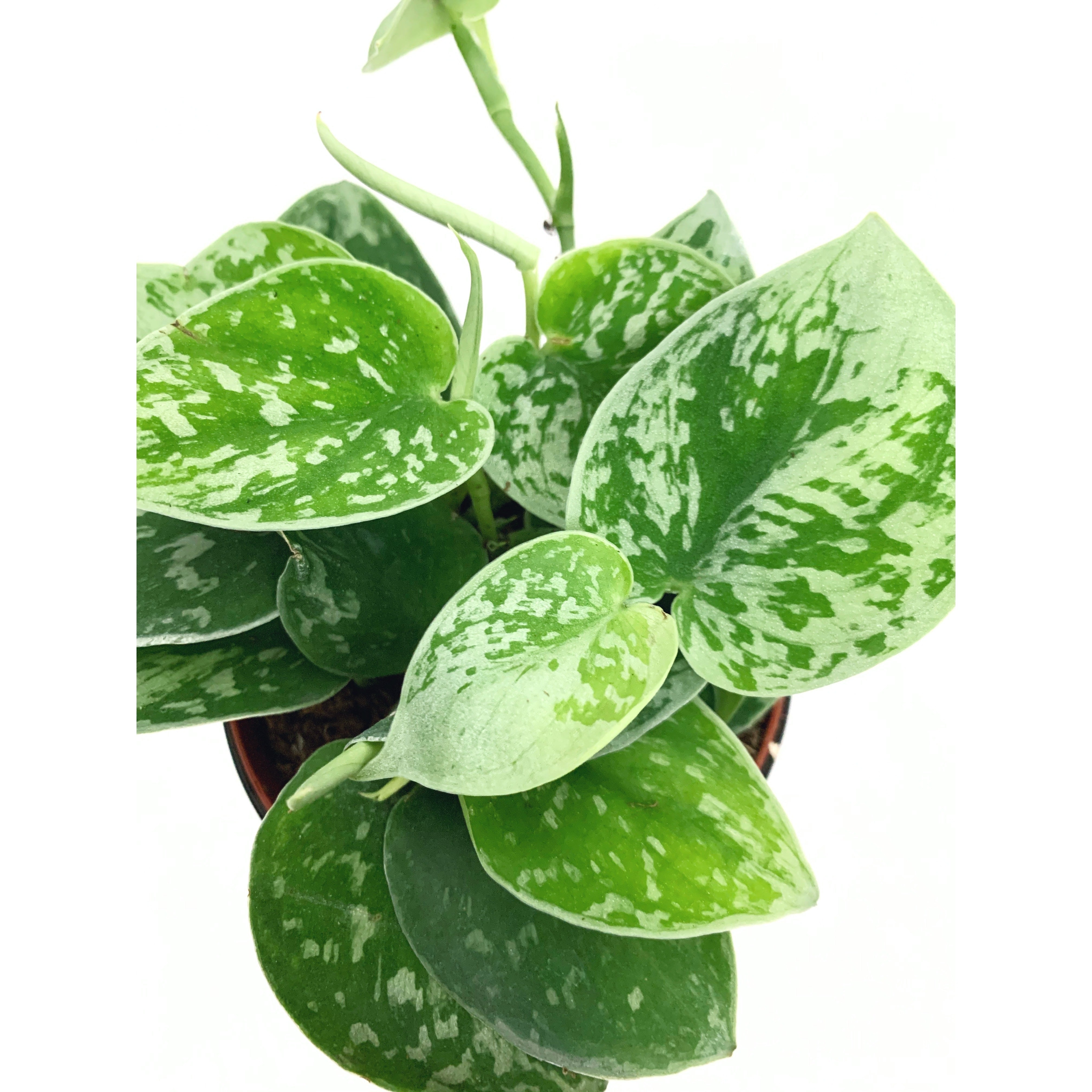 Silvery Ann - Las Selvas