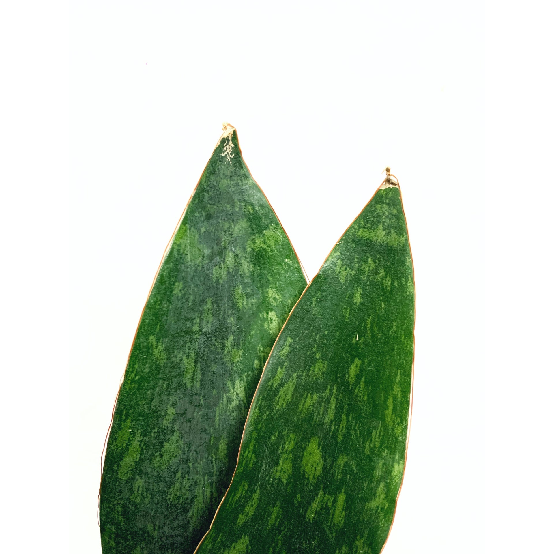 sansevieria danish crown Sansevieria Danish Crown