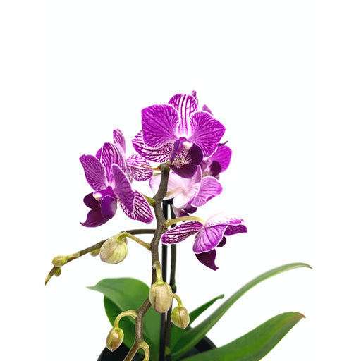 Moth Orchid - Las Selvas