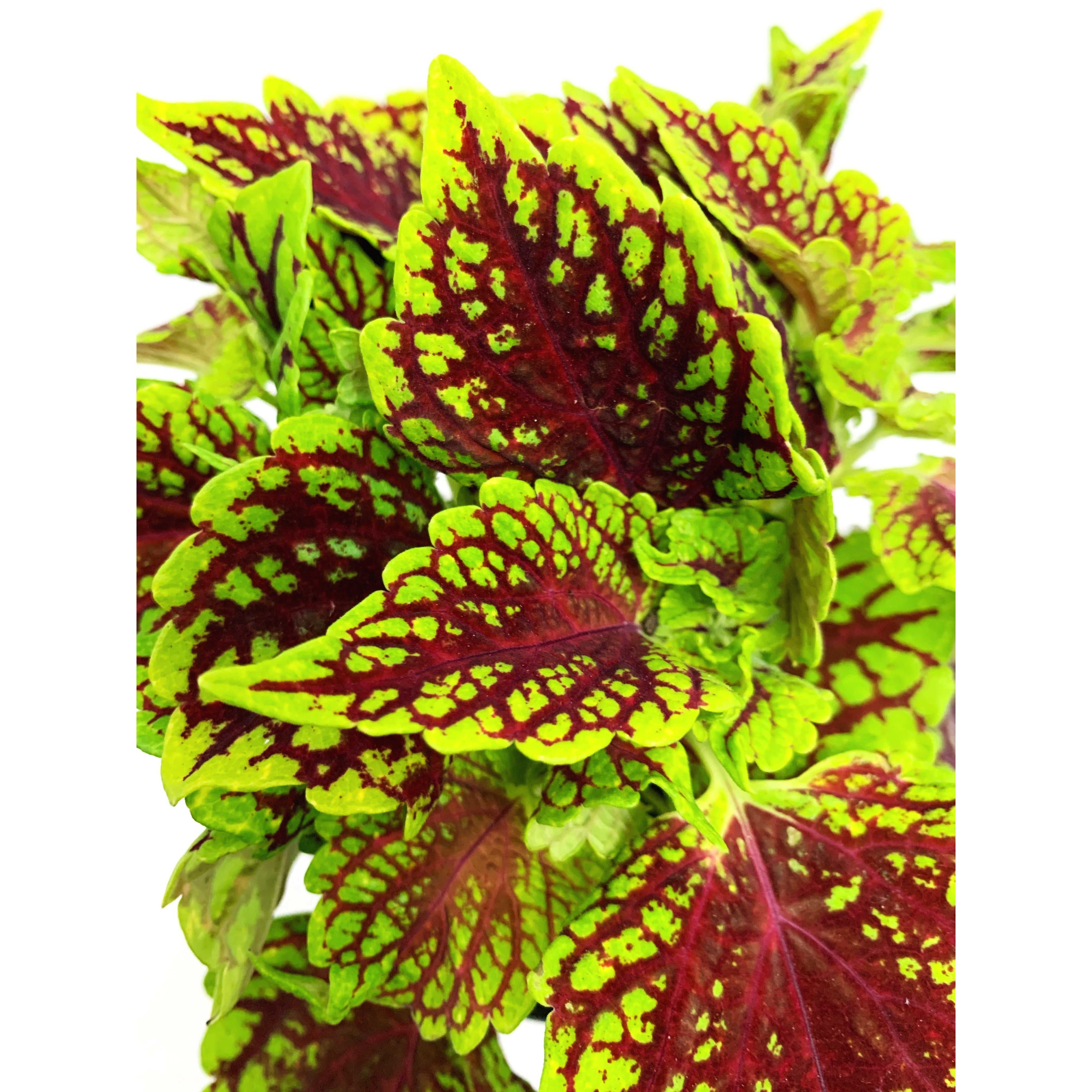 Kong Coleus