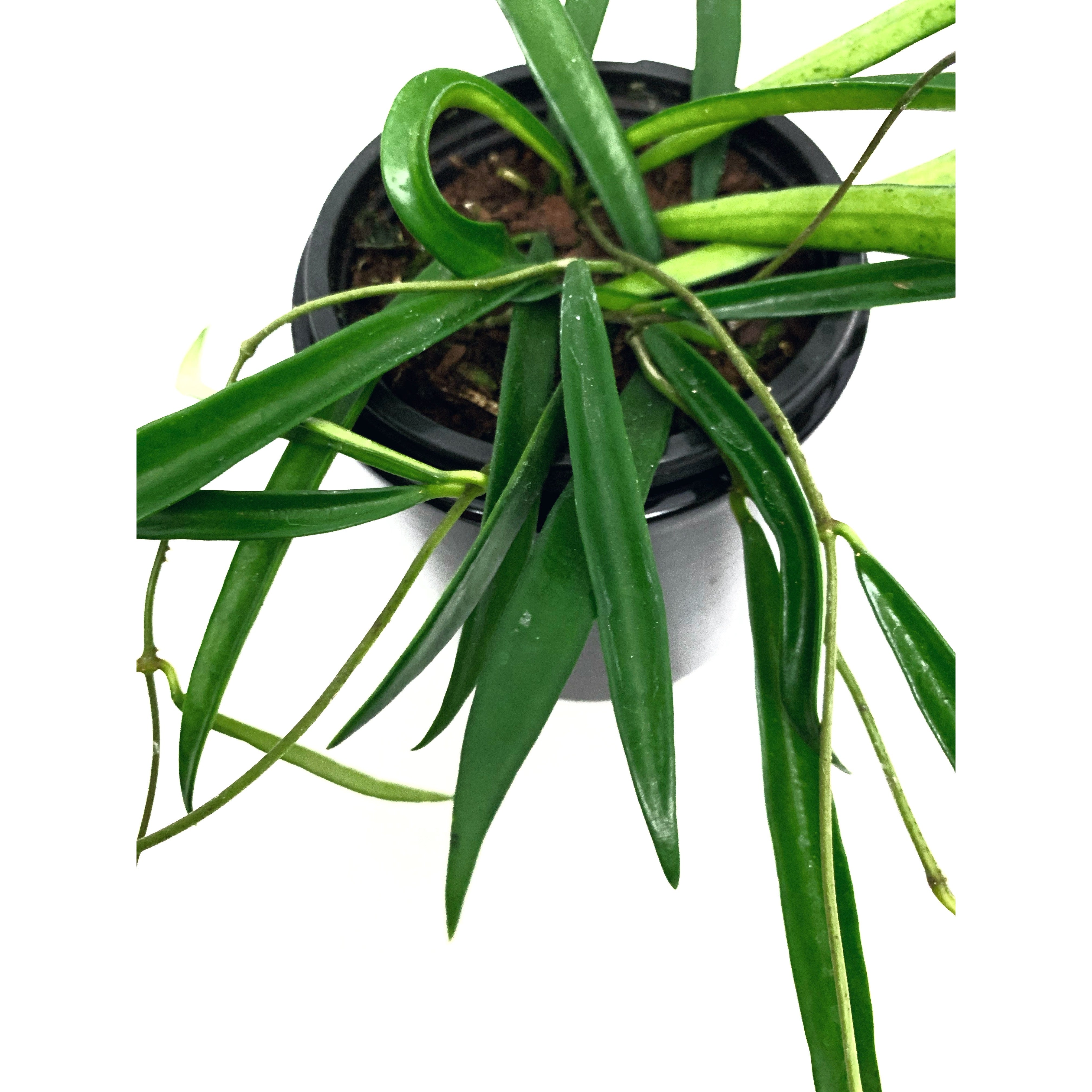 Hoya Kentiana - Las Selvas