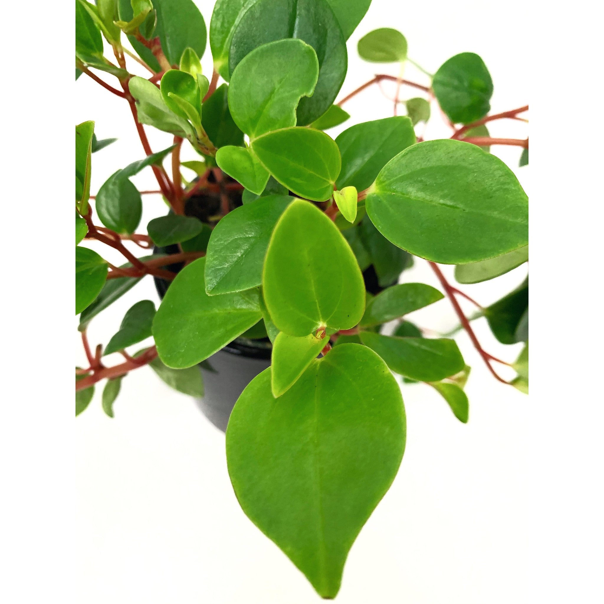 Peperomia Cubensis