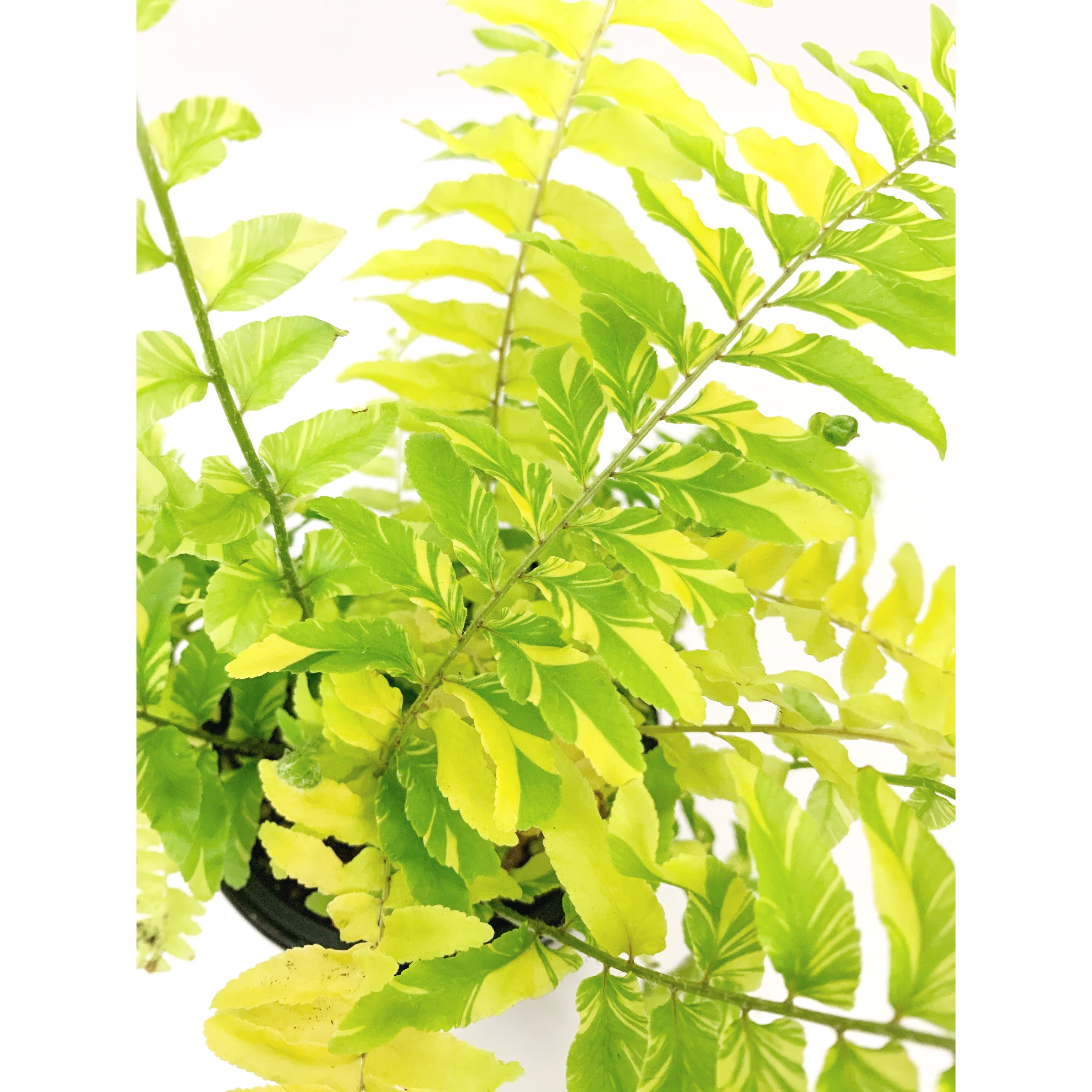 Tiger Fern