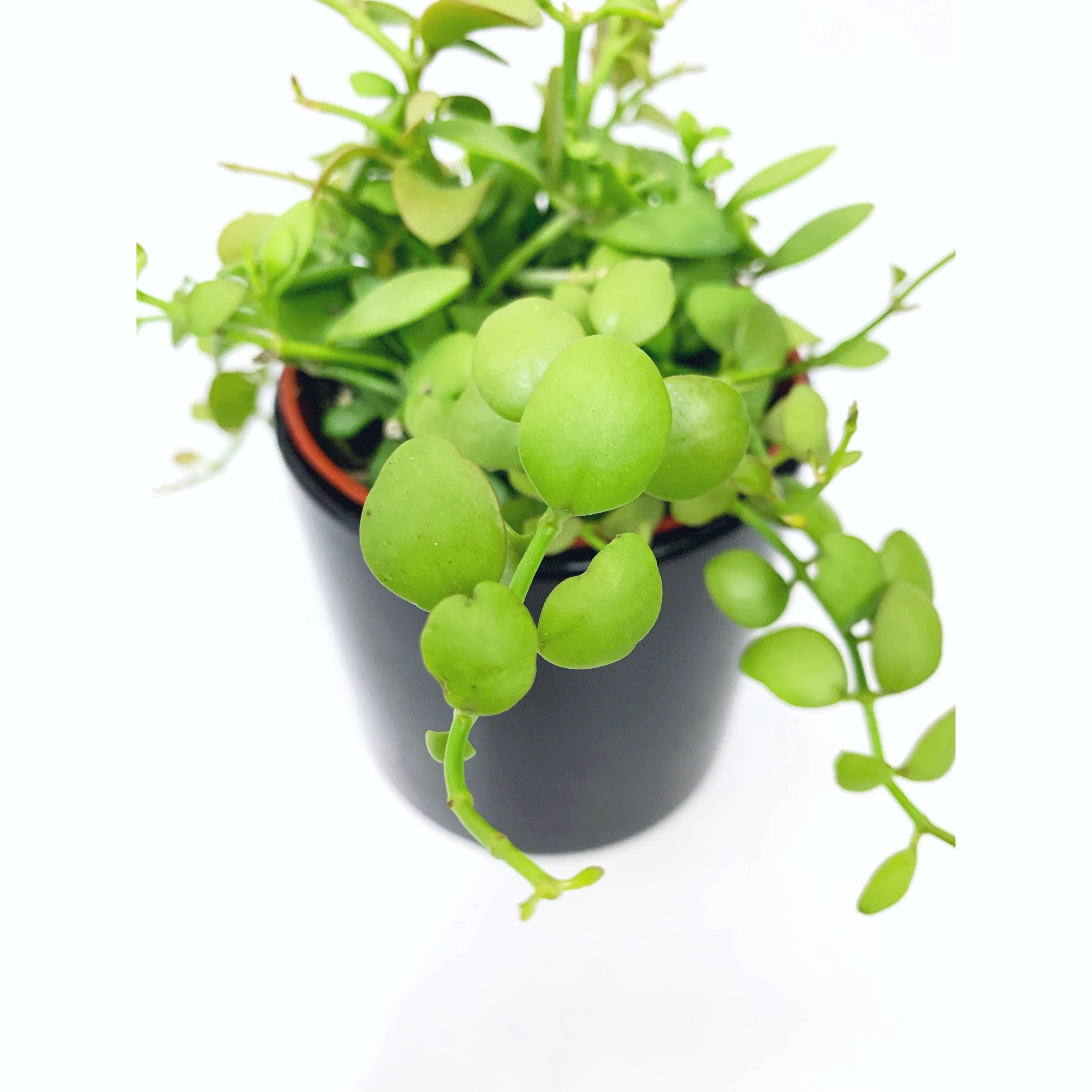 Dischidia 'Button'
