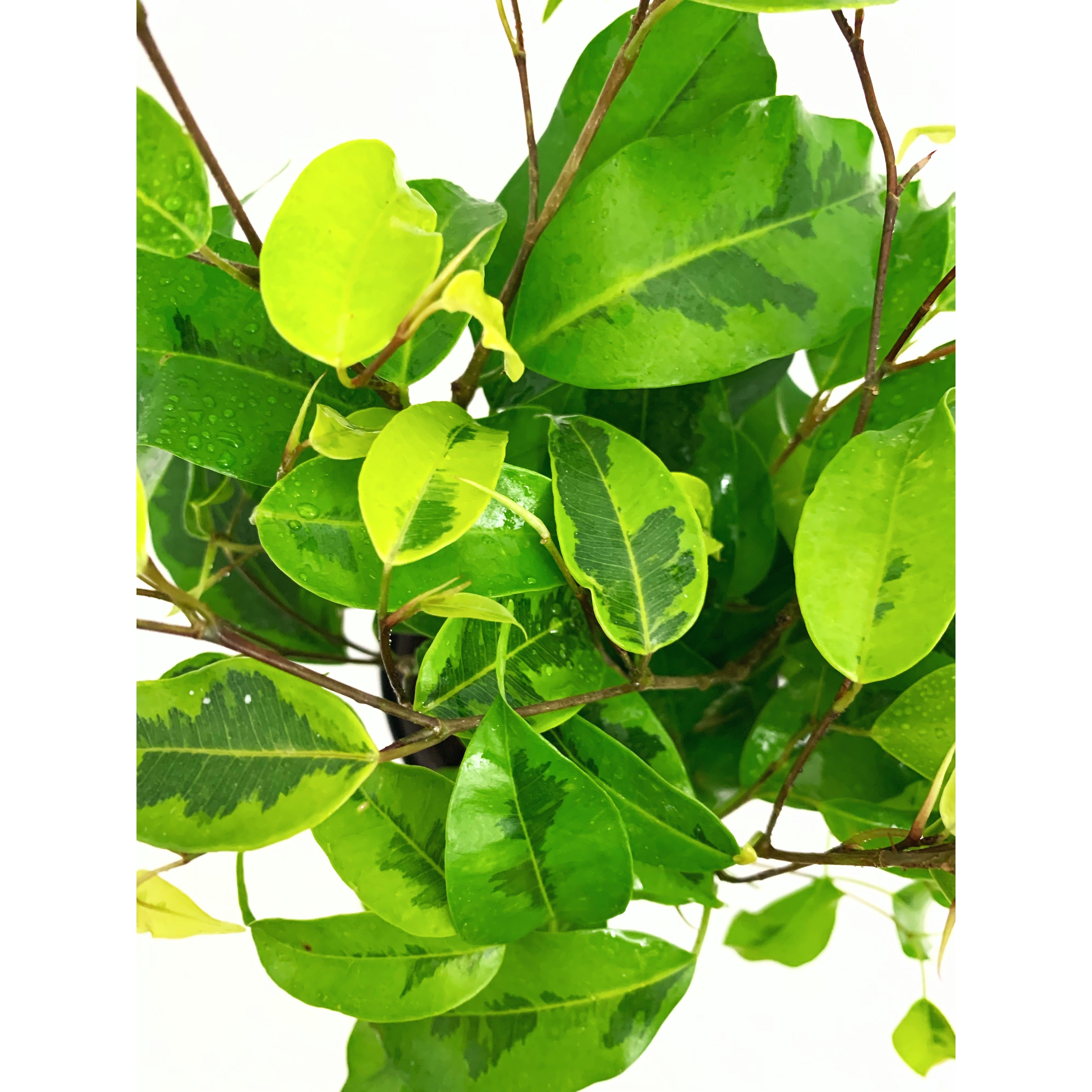 Weeping Fig Neon