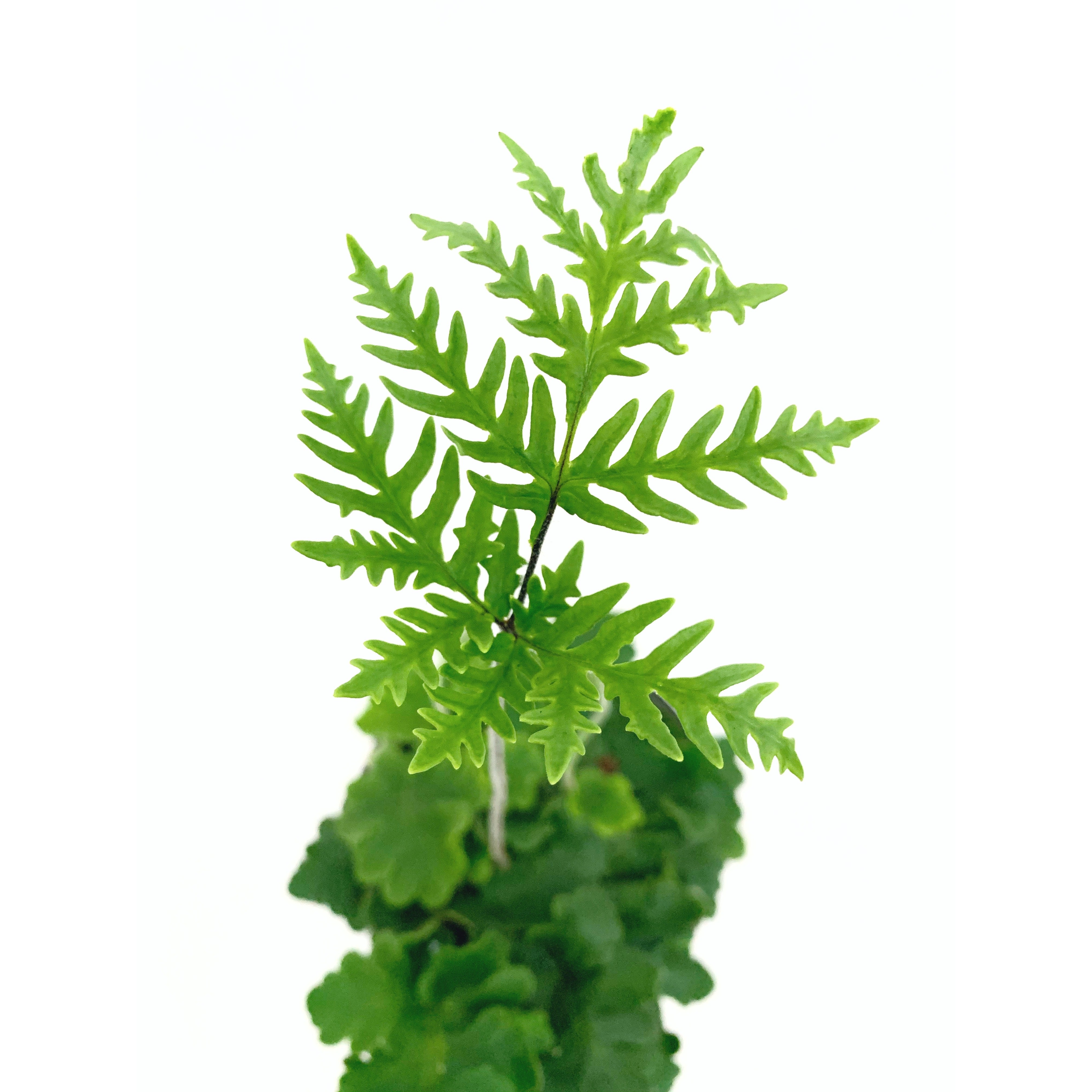 Antenna Fern