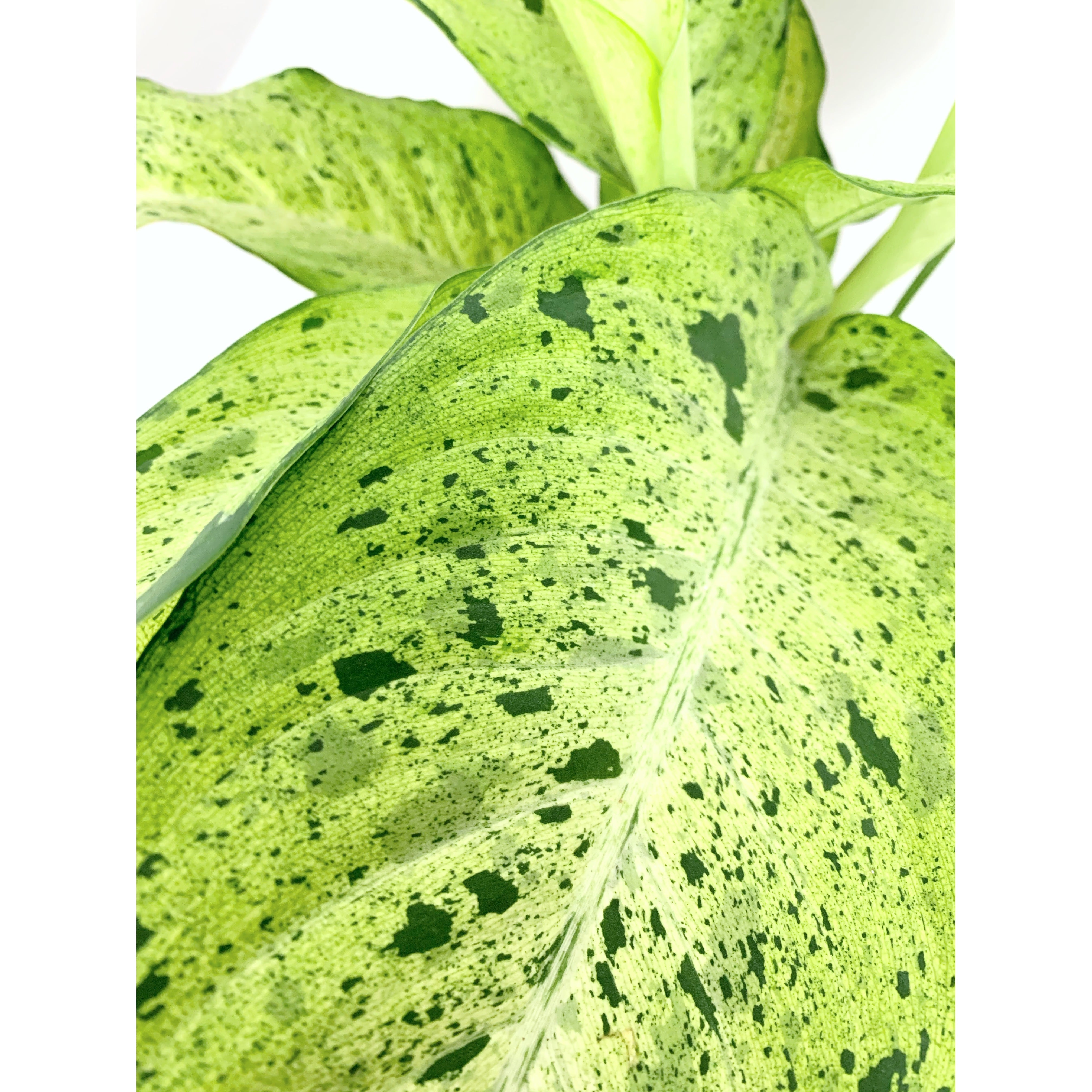 Camouflage