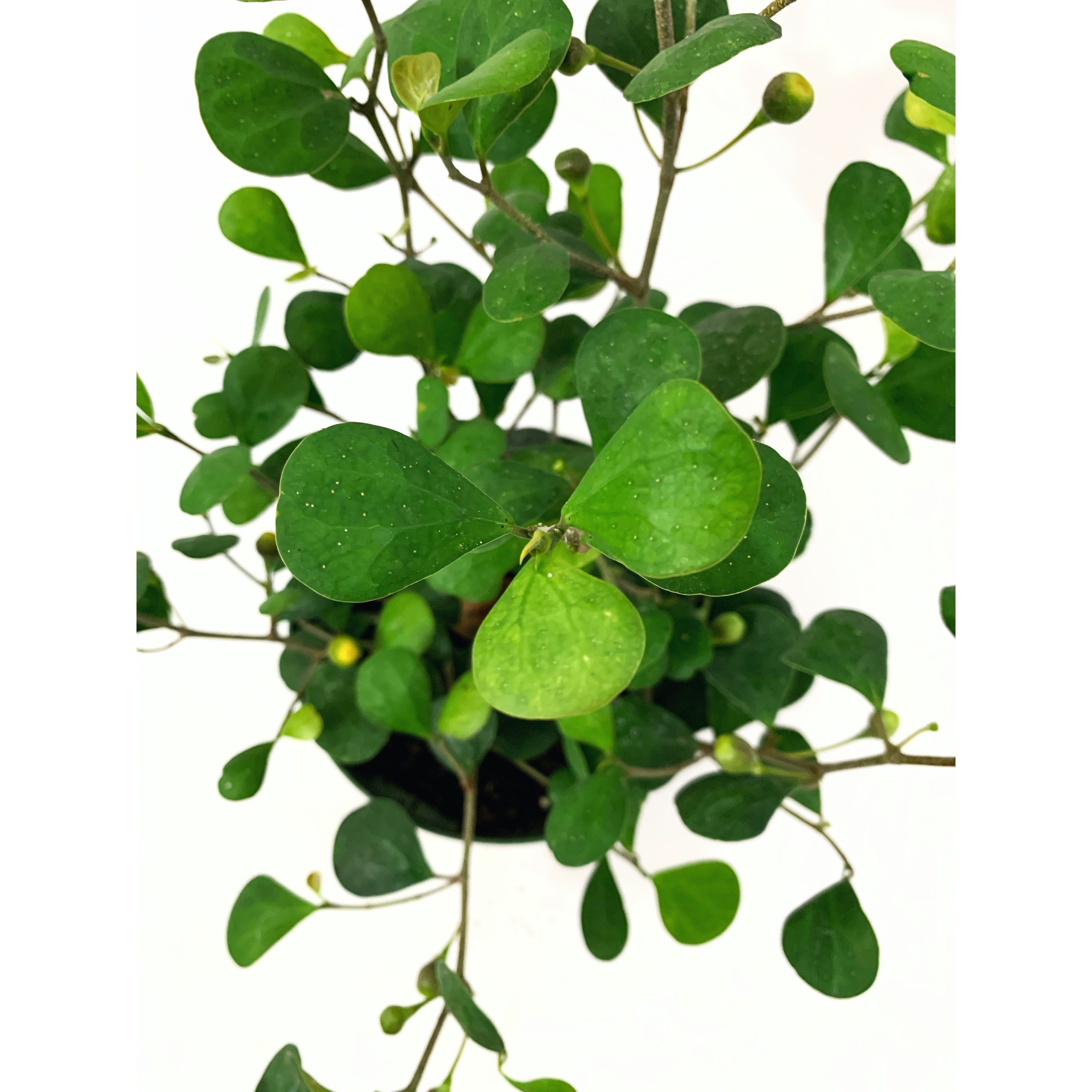 Ficus Triangularis