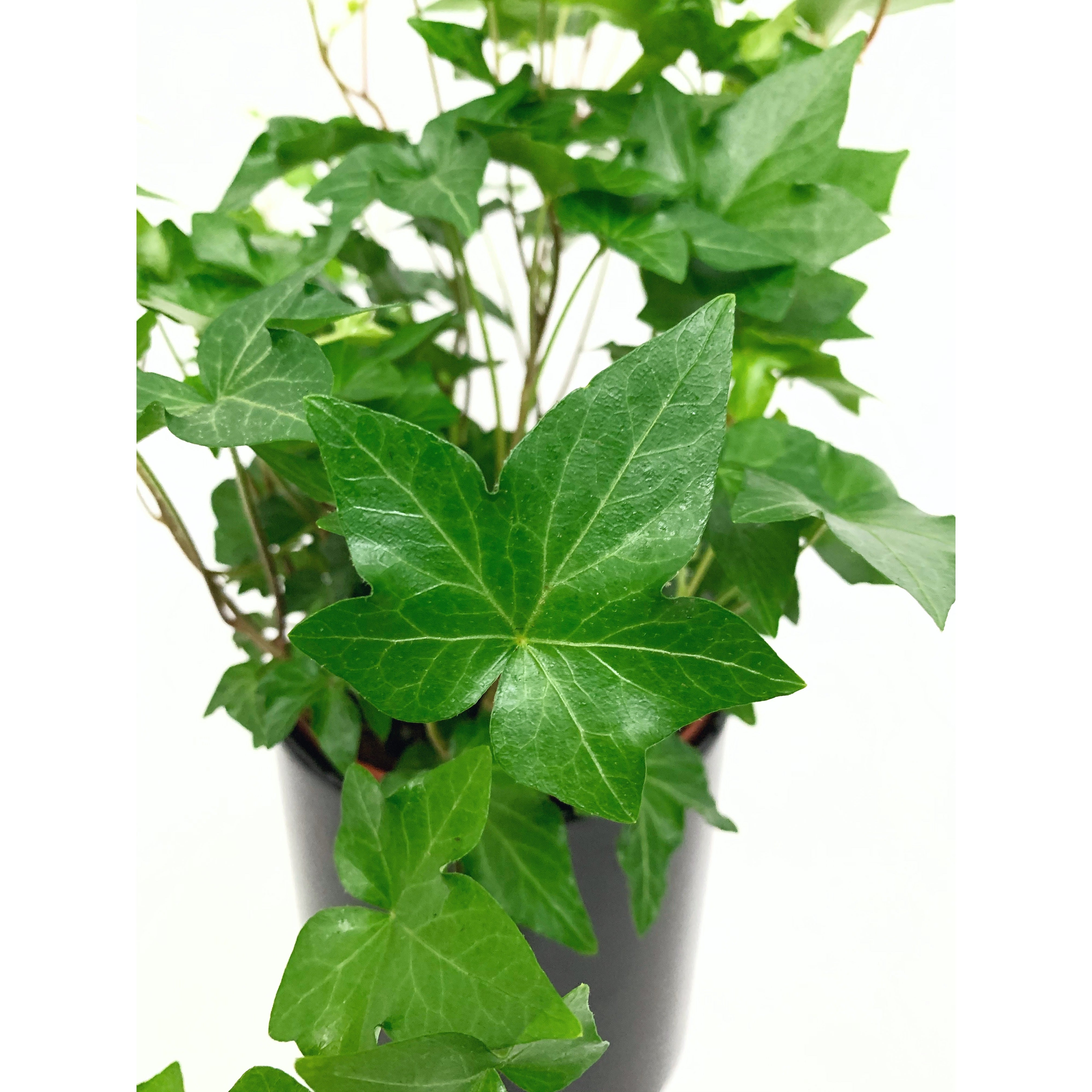 English Ivy