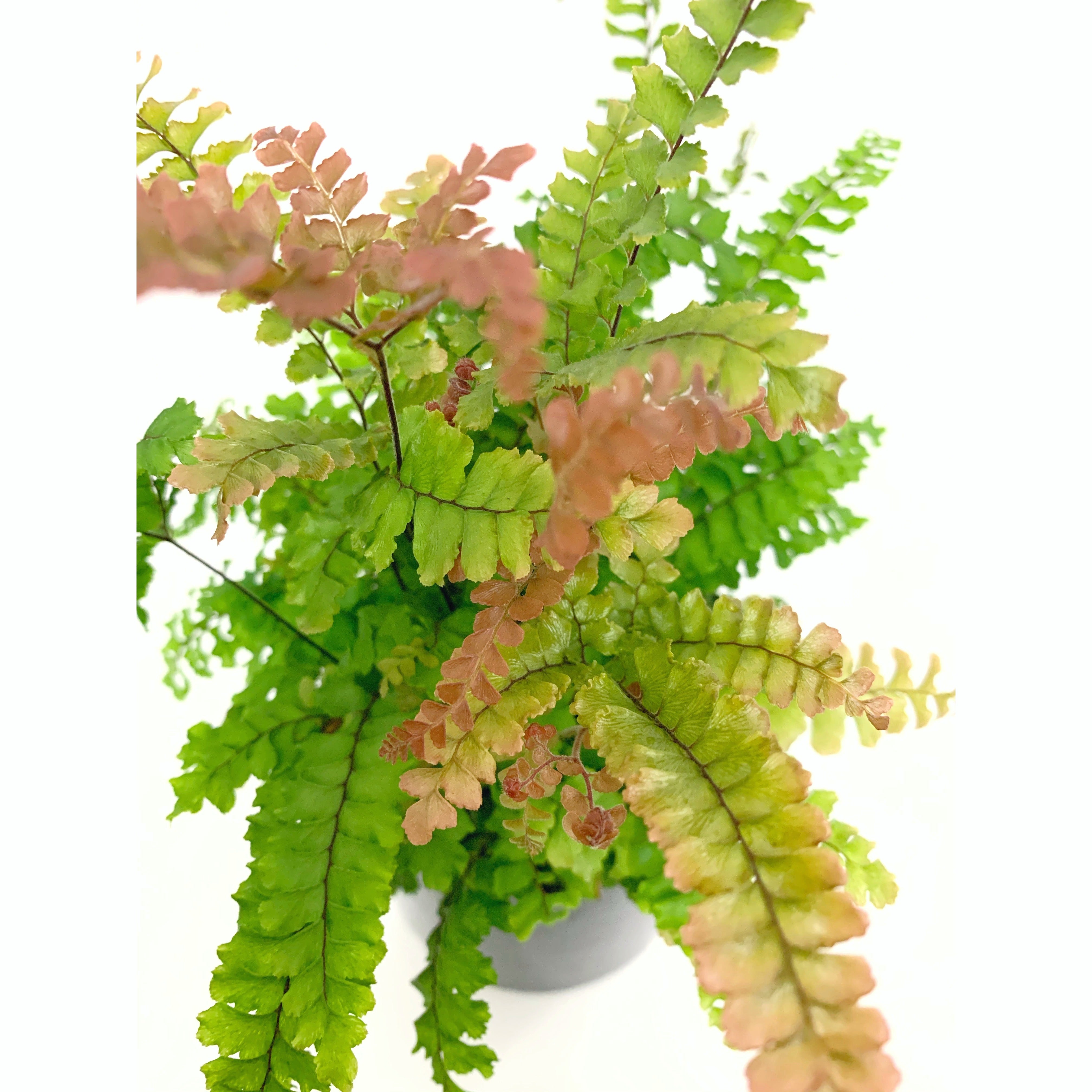Rosy Maidenhair