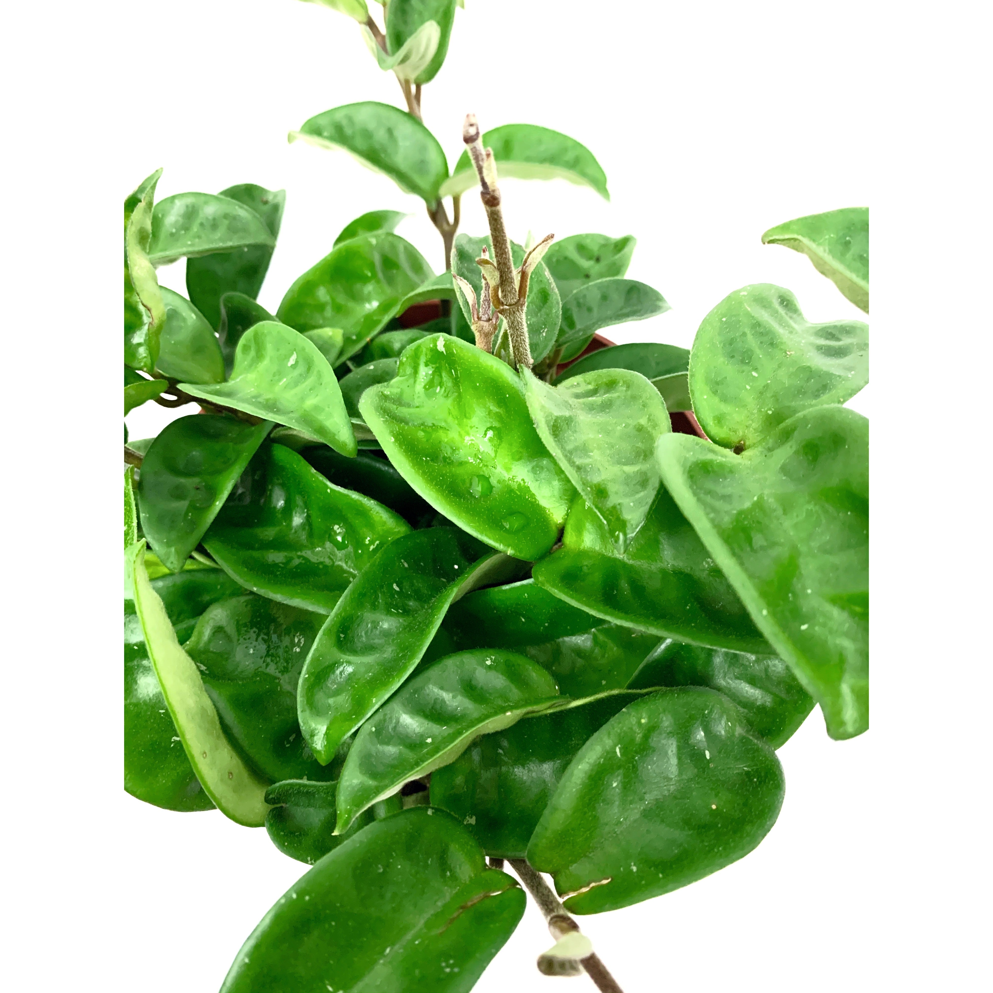 Hoya Krinkle 8