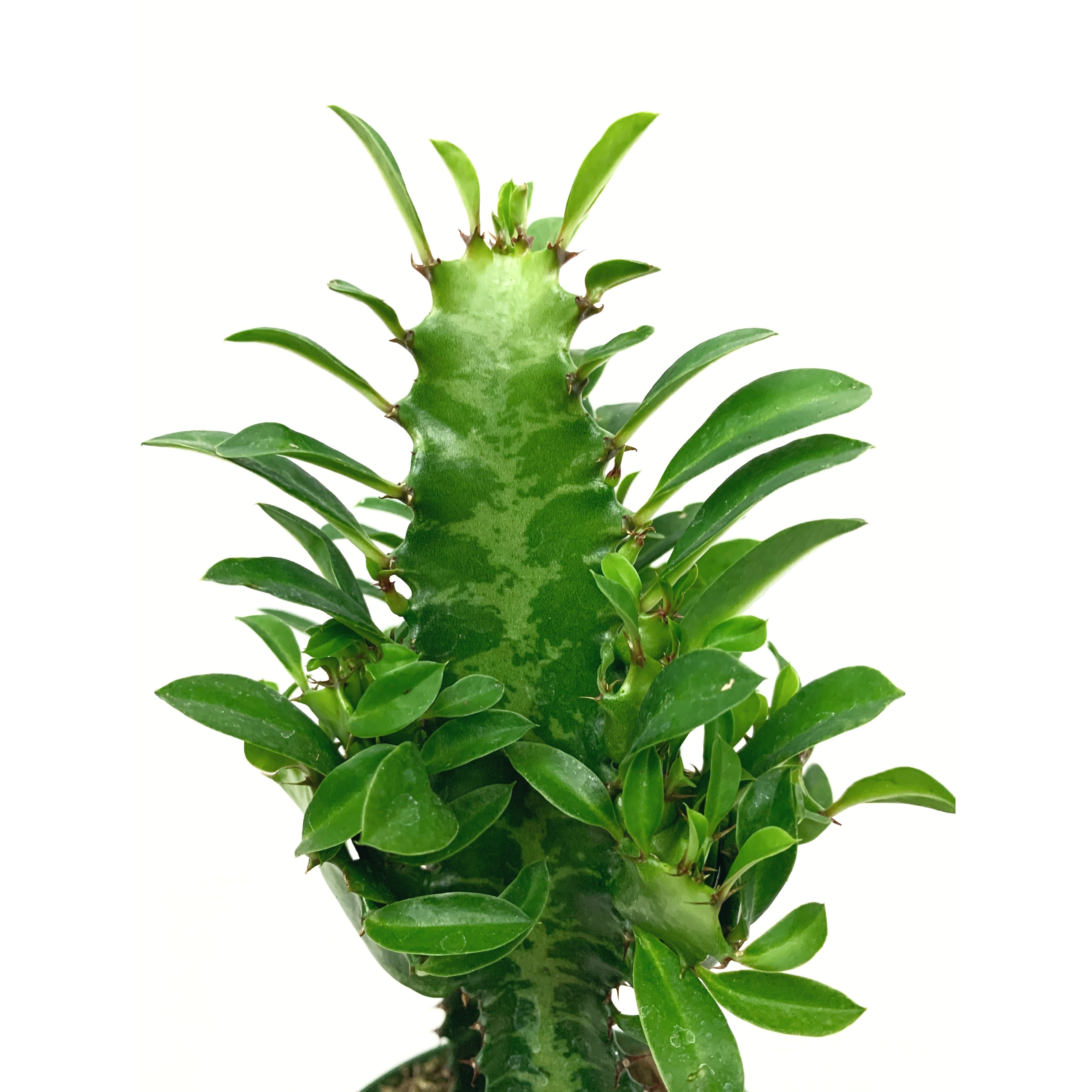 African Milk Tree
