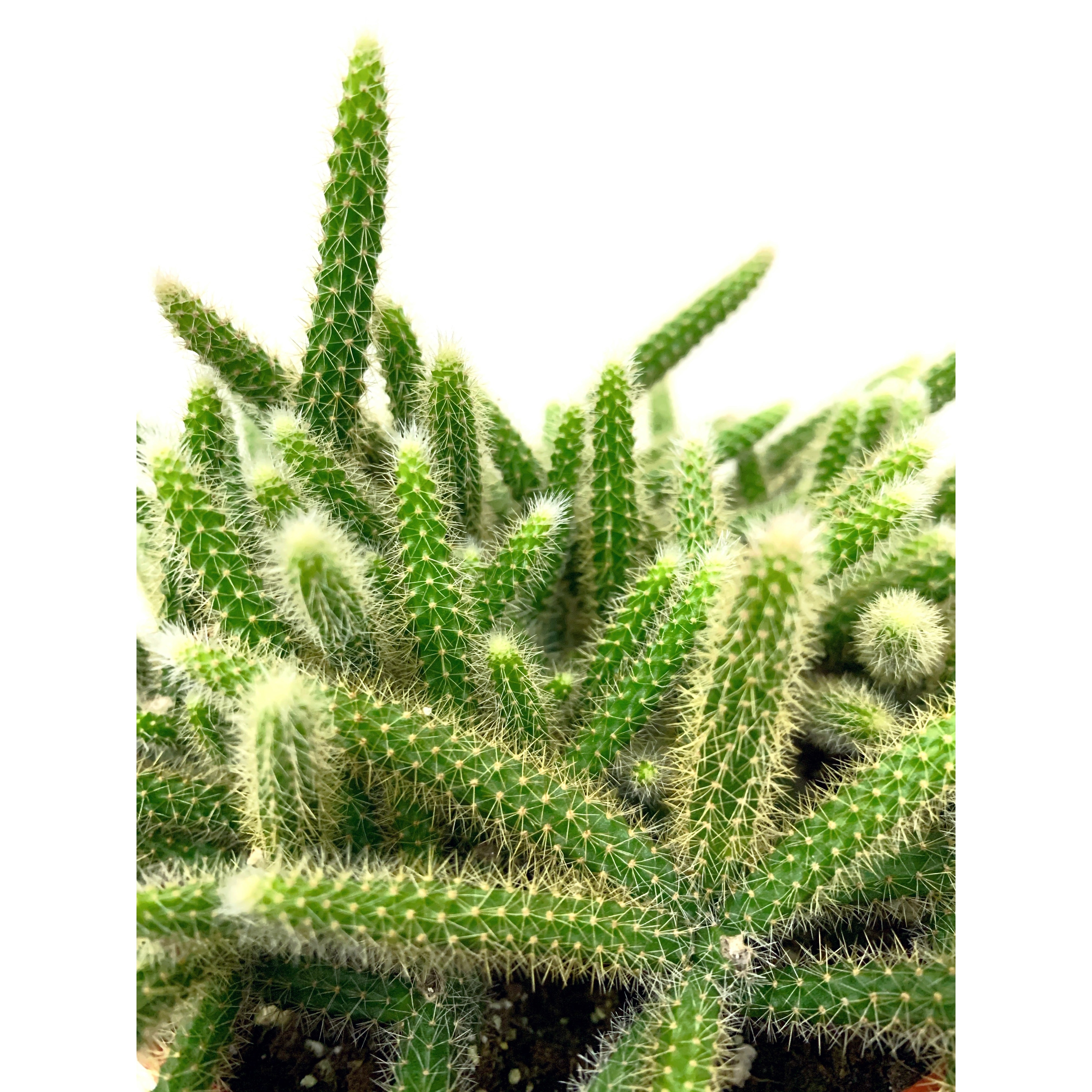 Rat Tail's Cactus