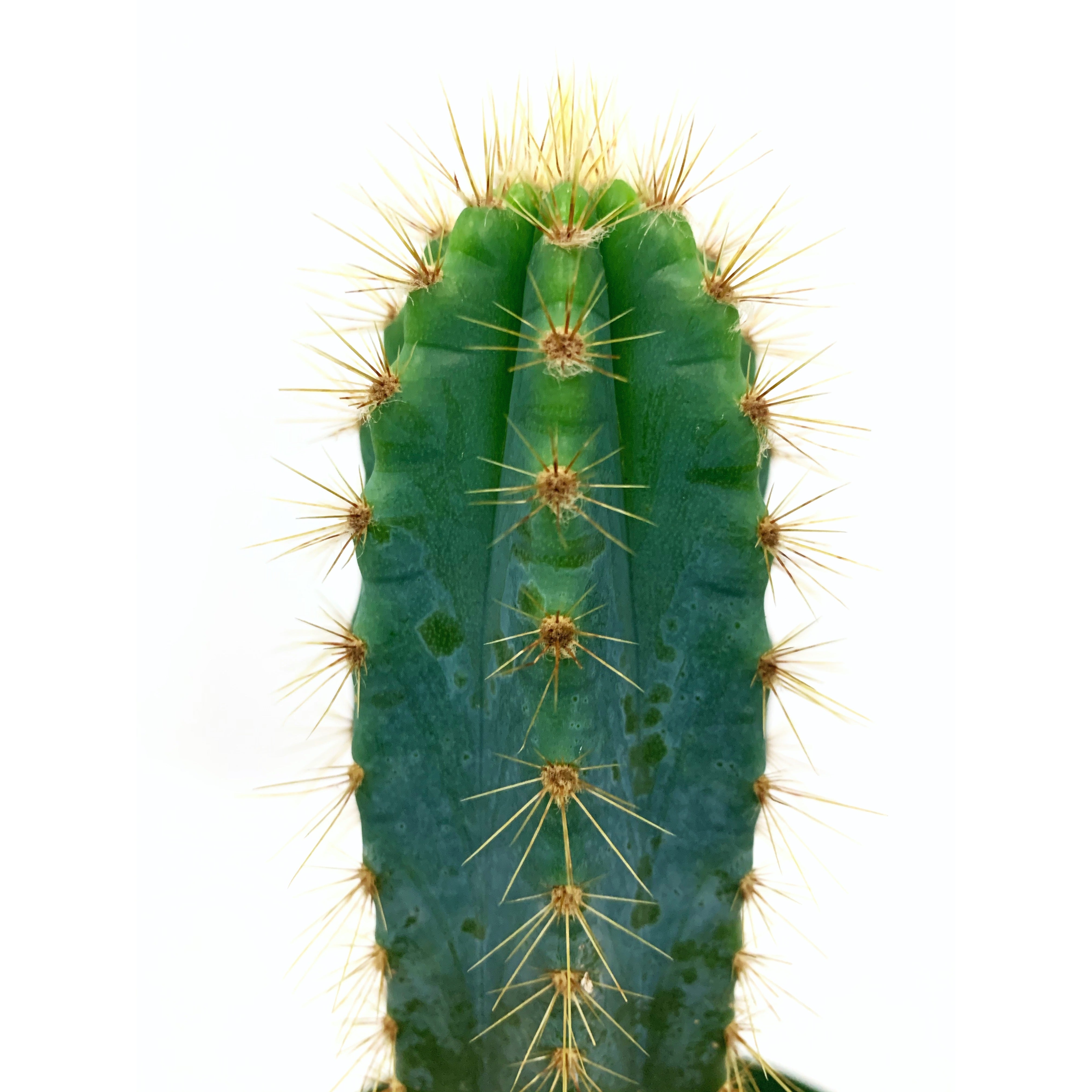 Blue Torch