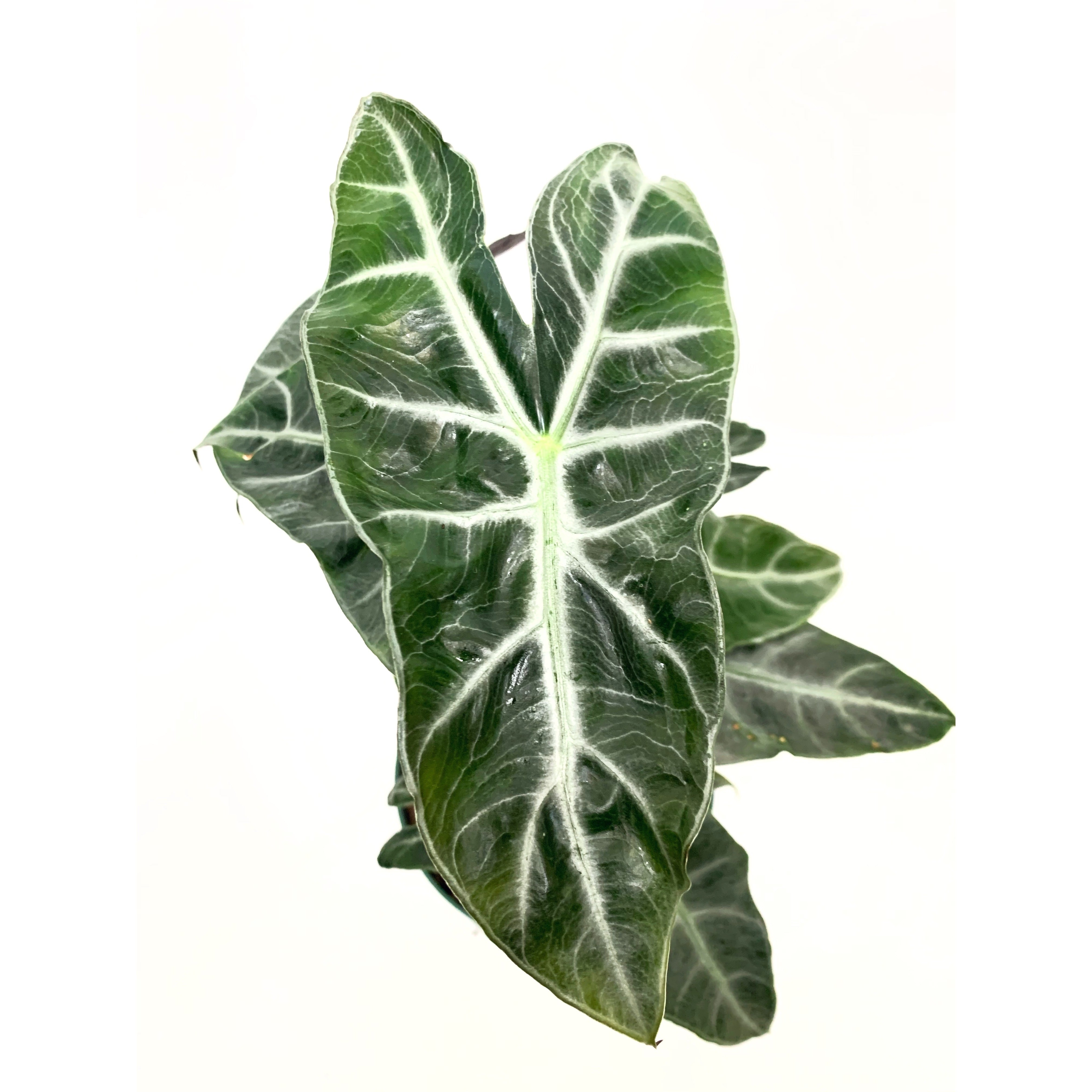Alocasia Ebony