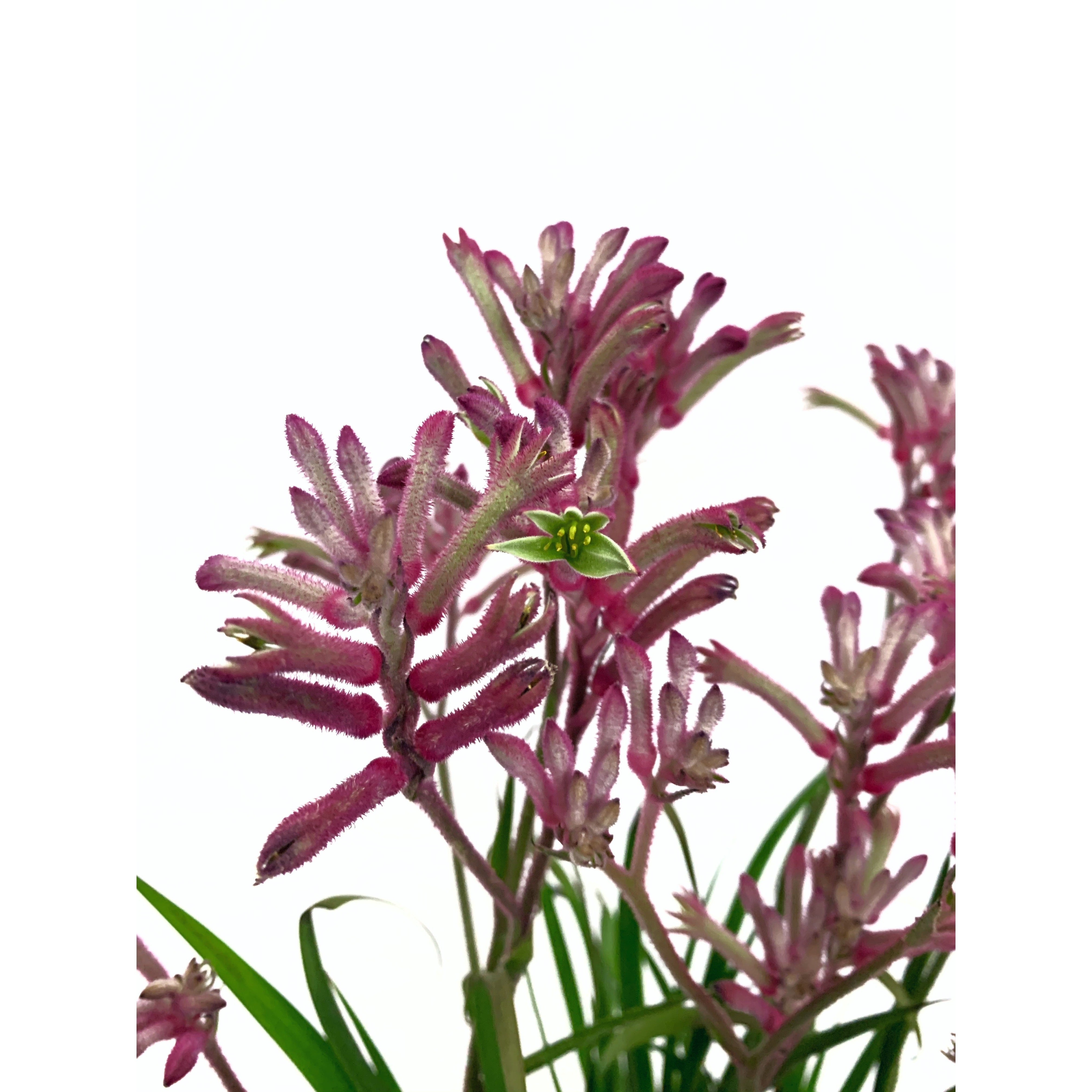 Kangaroo Paw