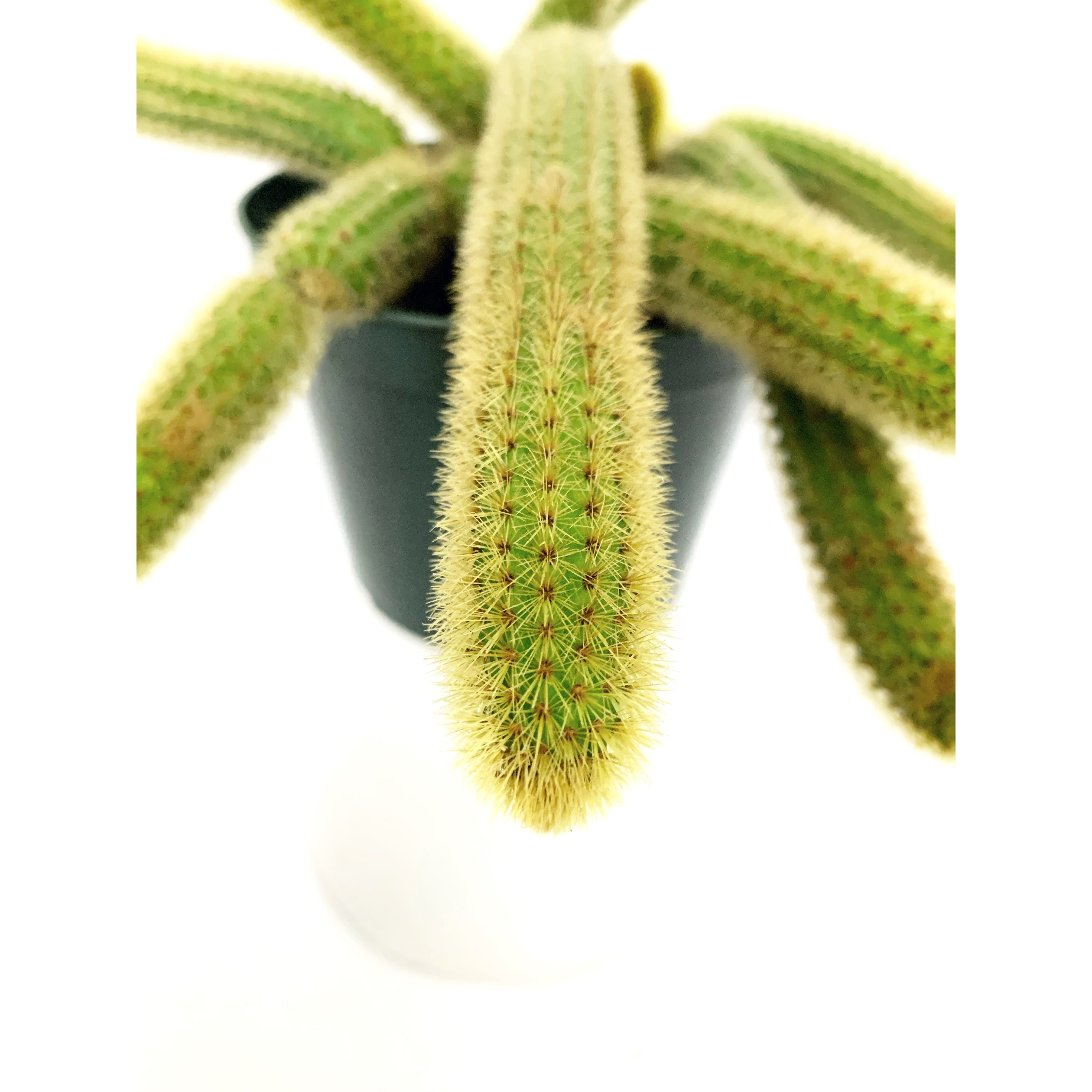 Golden Monkey's Tail