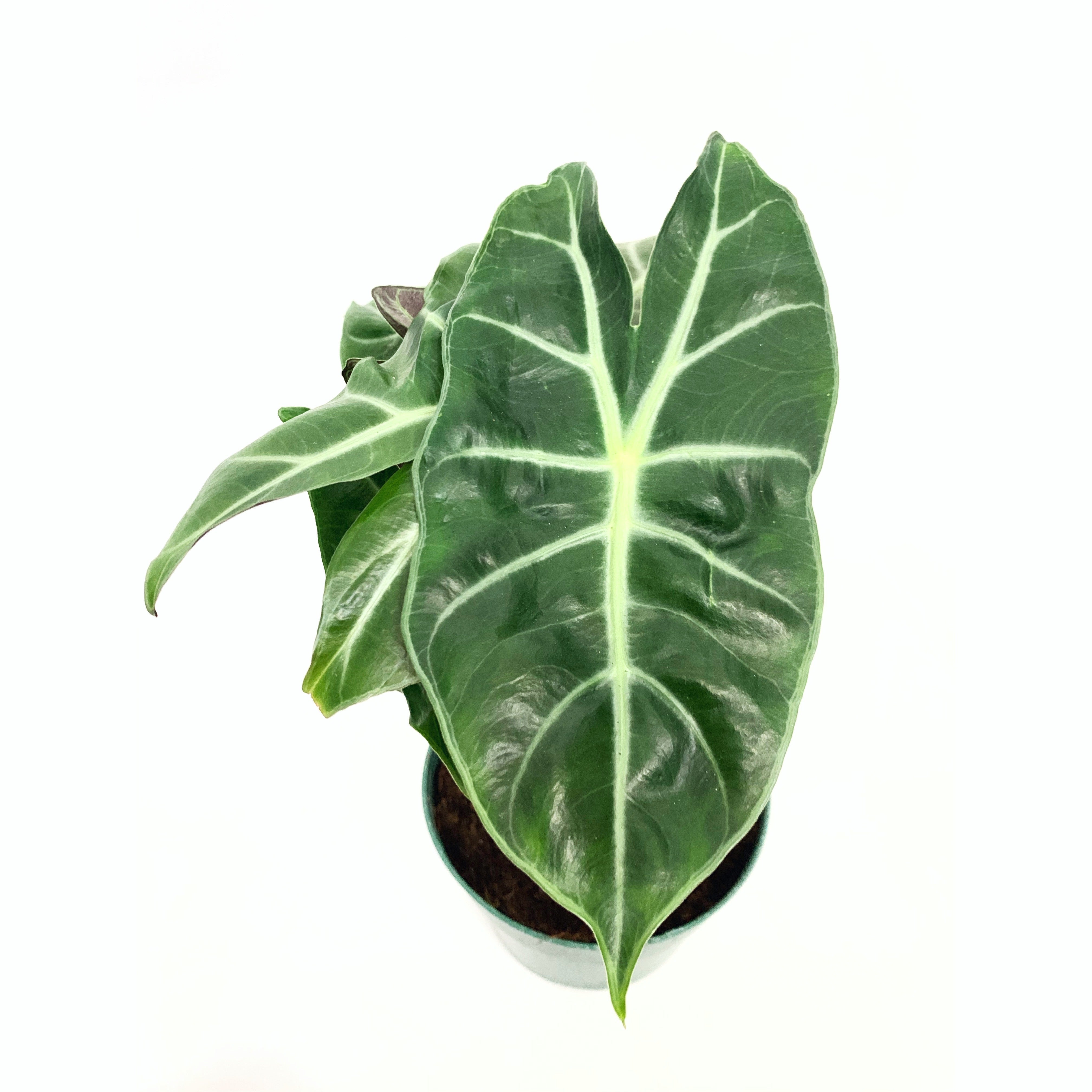 Alocasia Morocco
