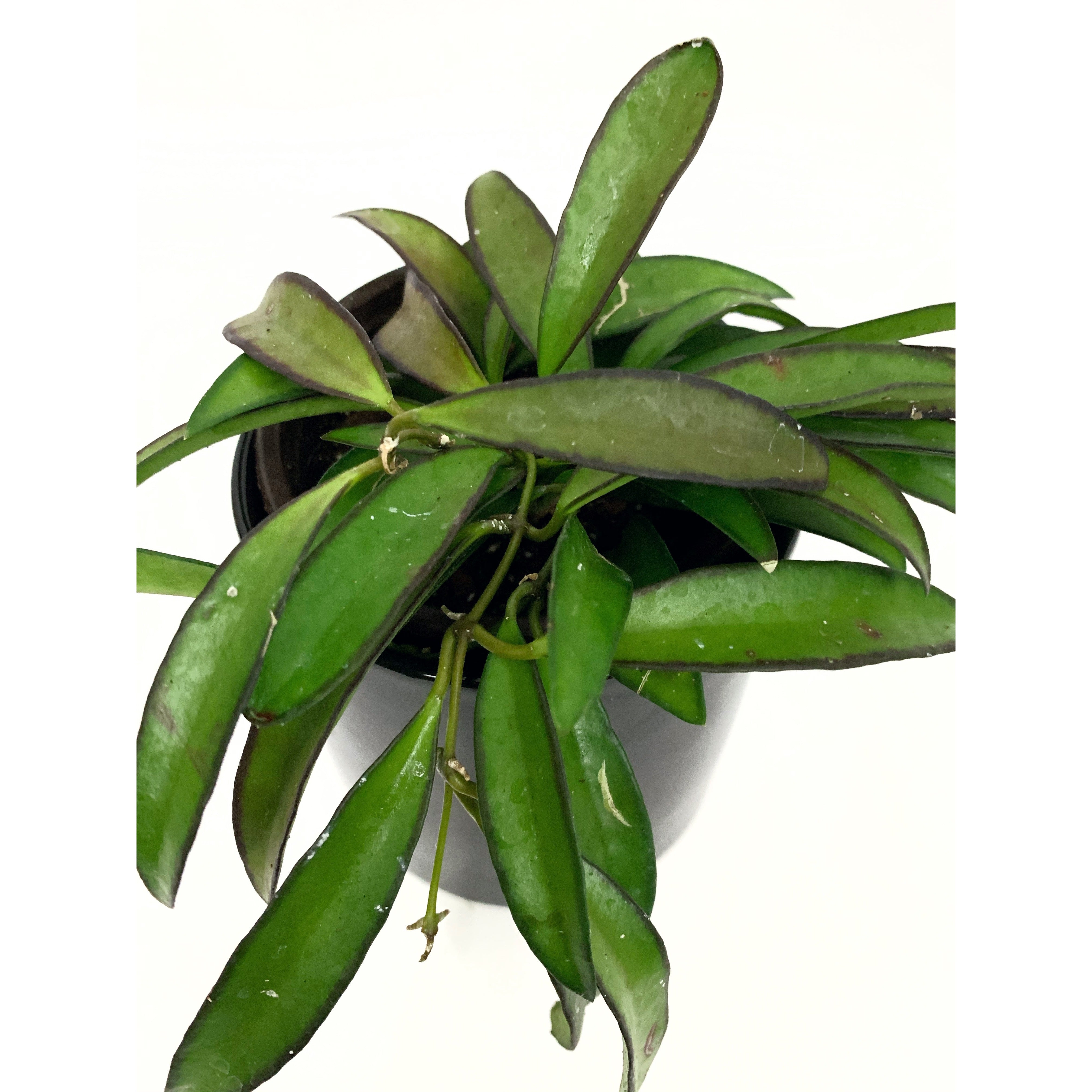 Hoya Kentiana