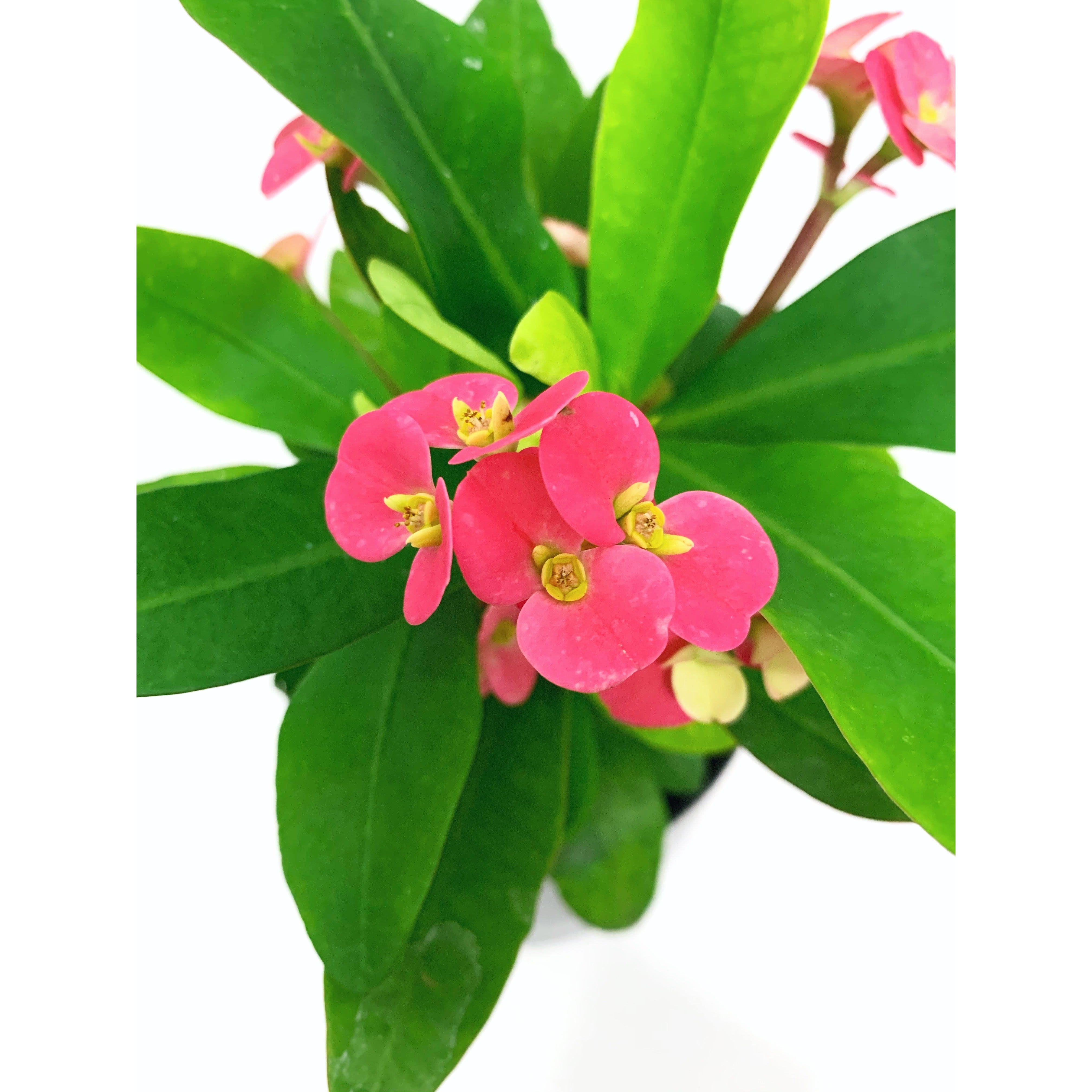 Crown Of Thorns