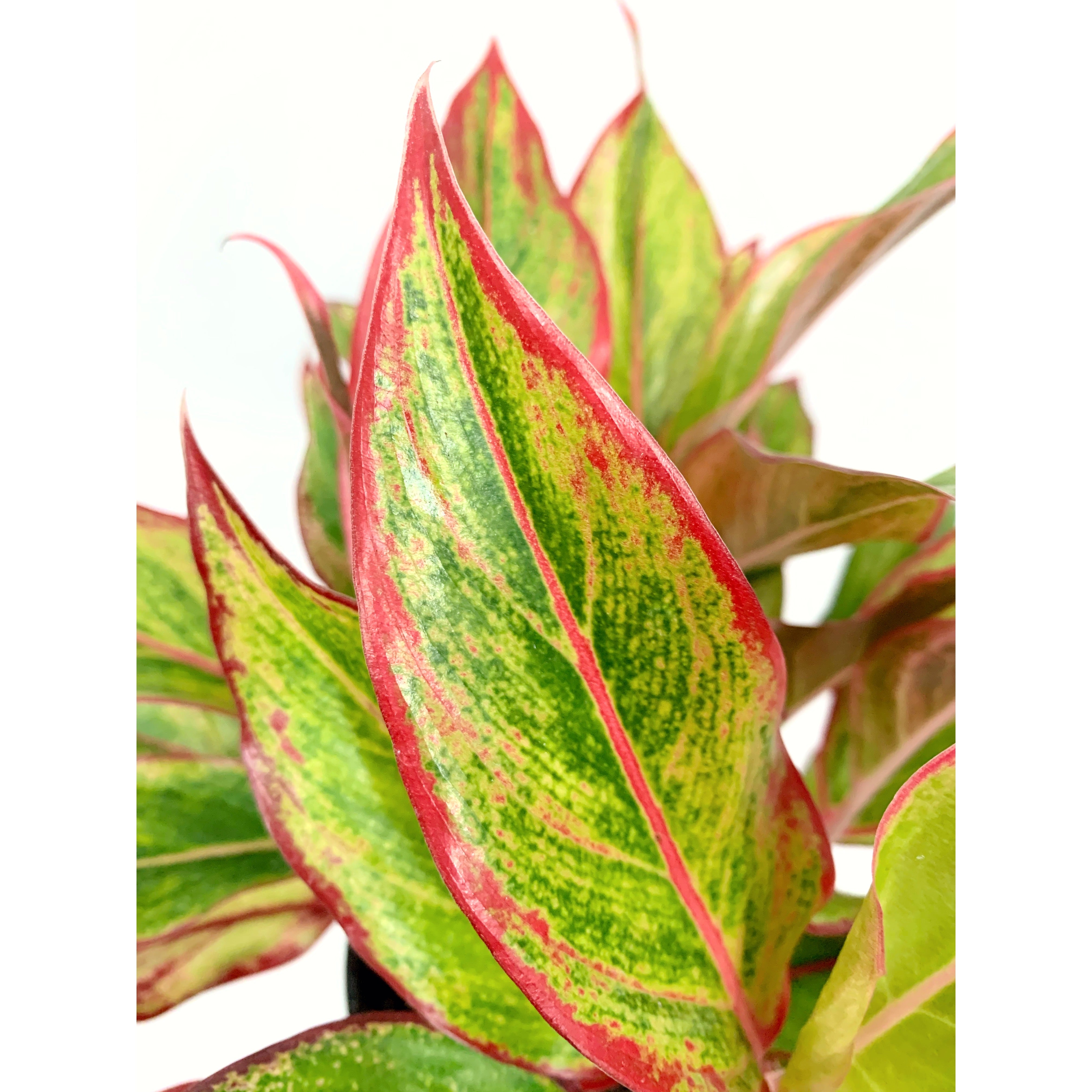 Red Siam