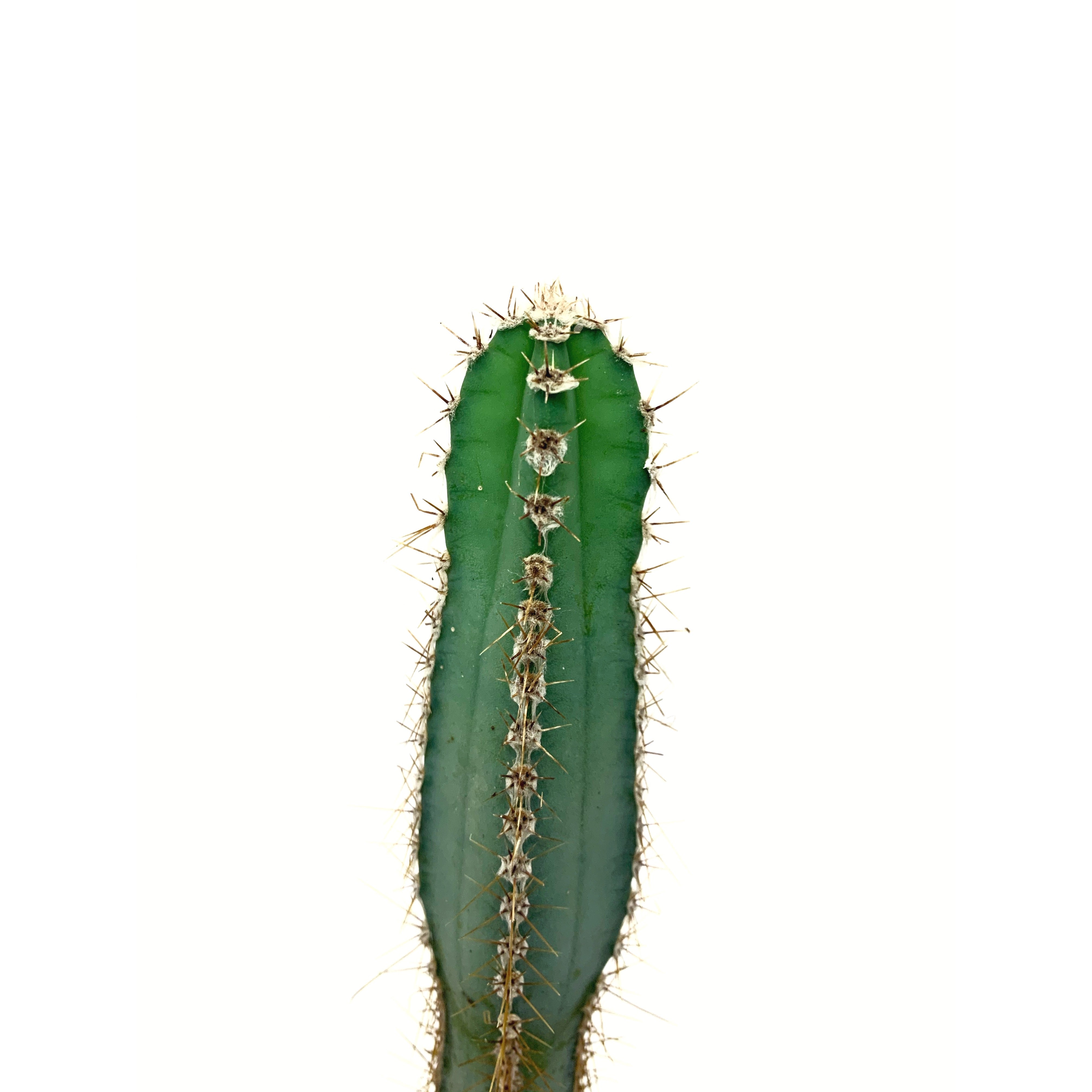 Cereus Forbesii