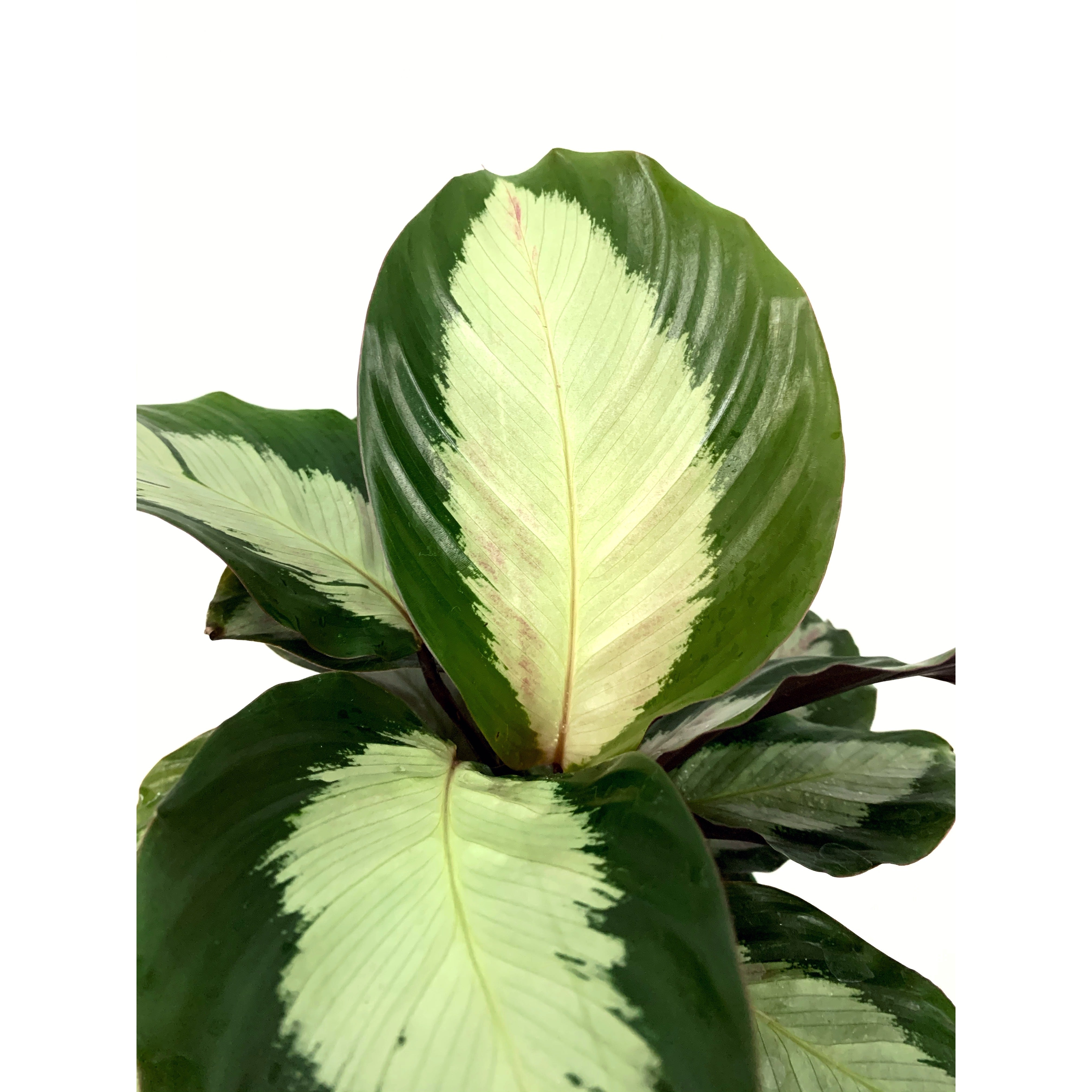 Calathea Corona