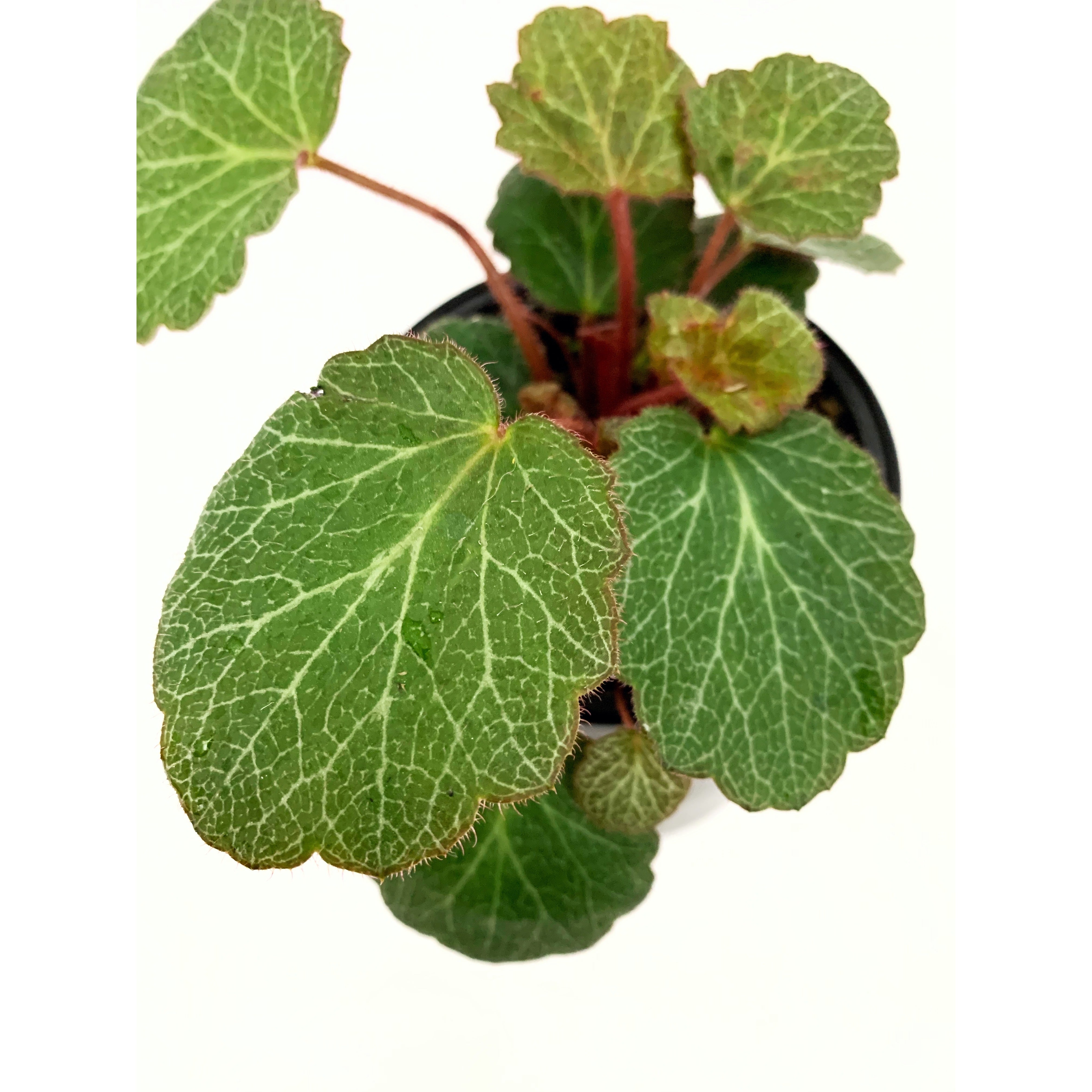 Strawberry Begonia